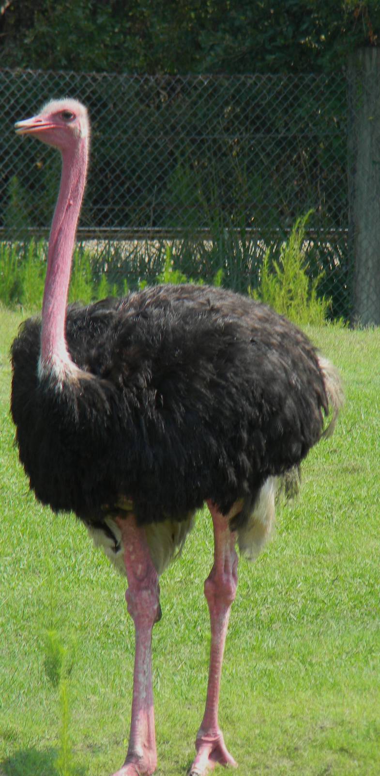 Ostrich