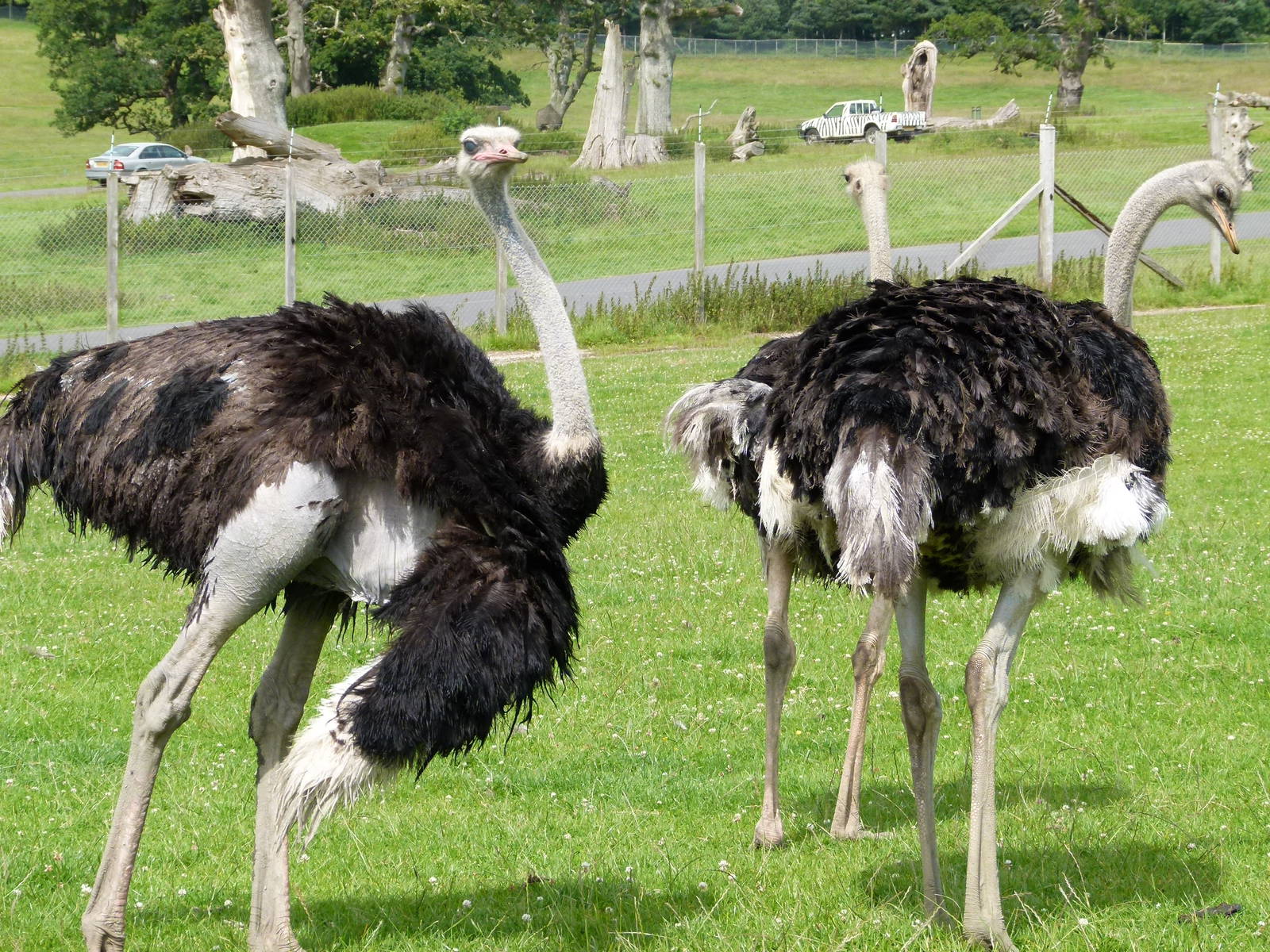 Ostrich