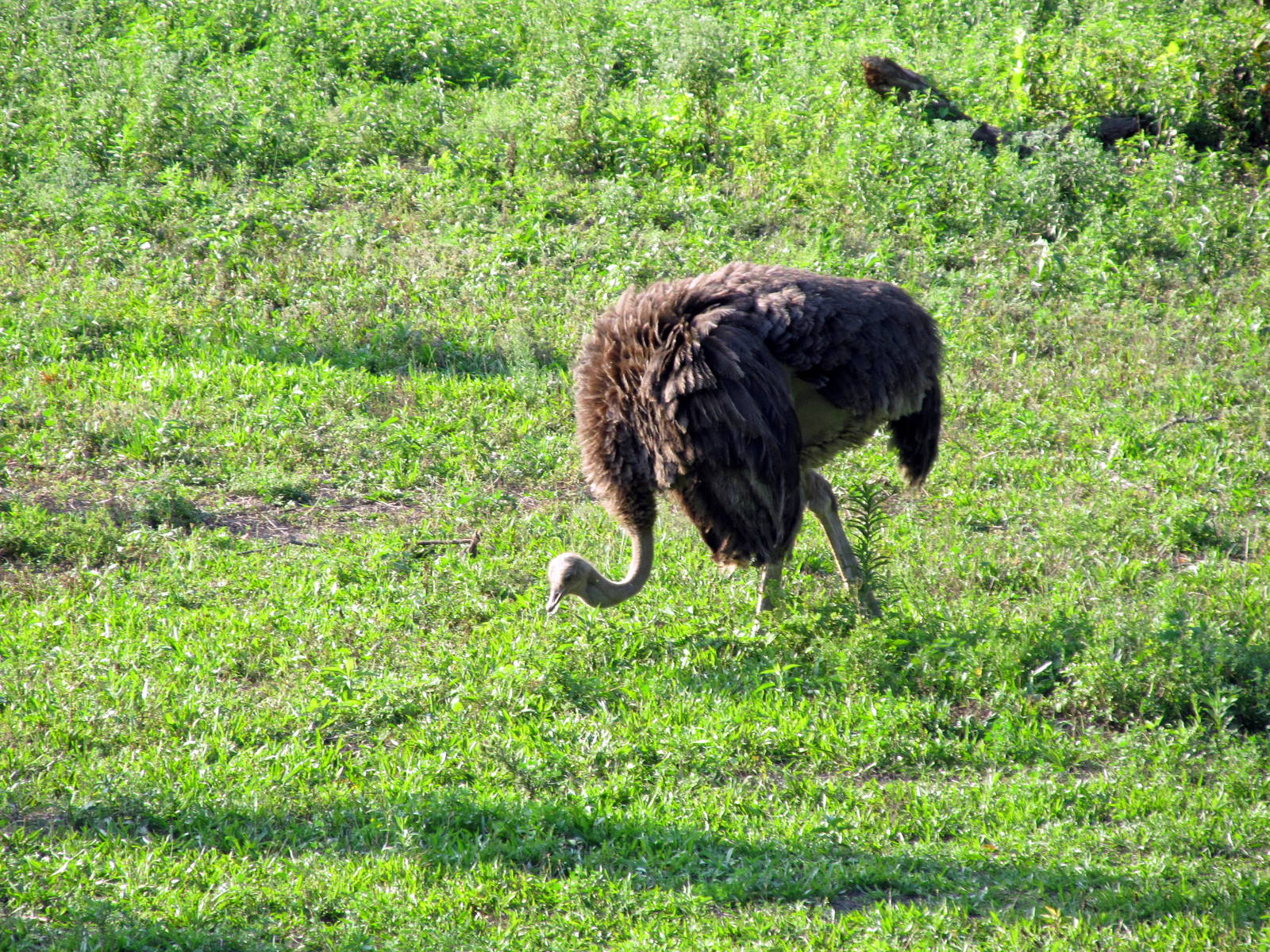 Ostrich