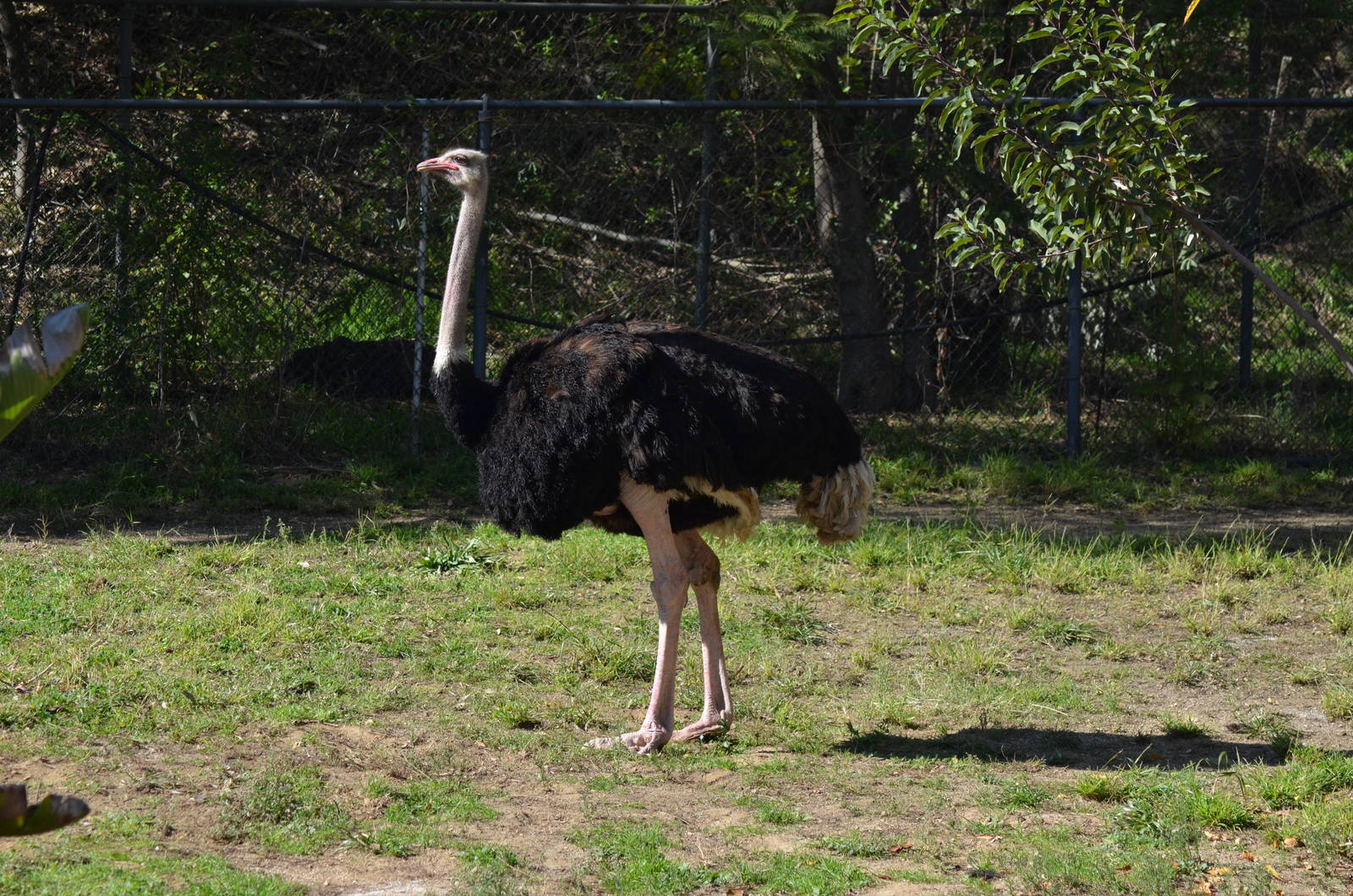 Ostrich