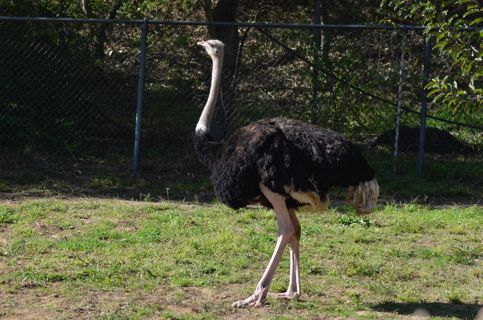 Ostrich