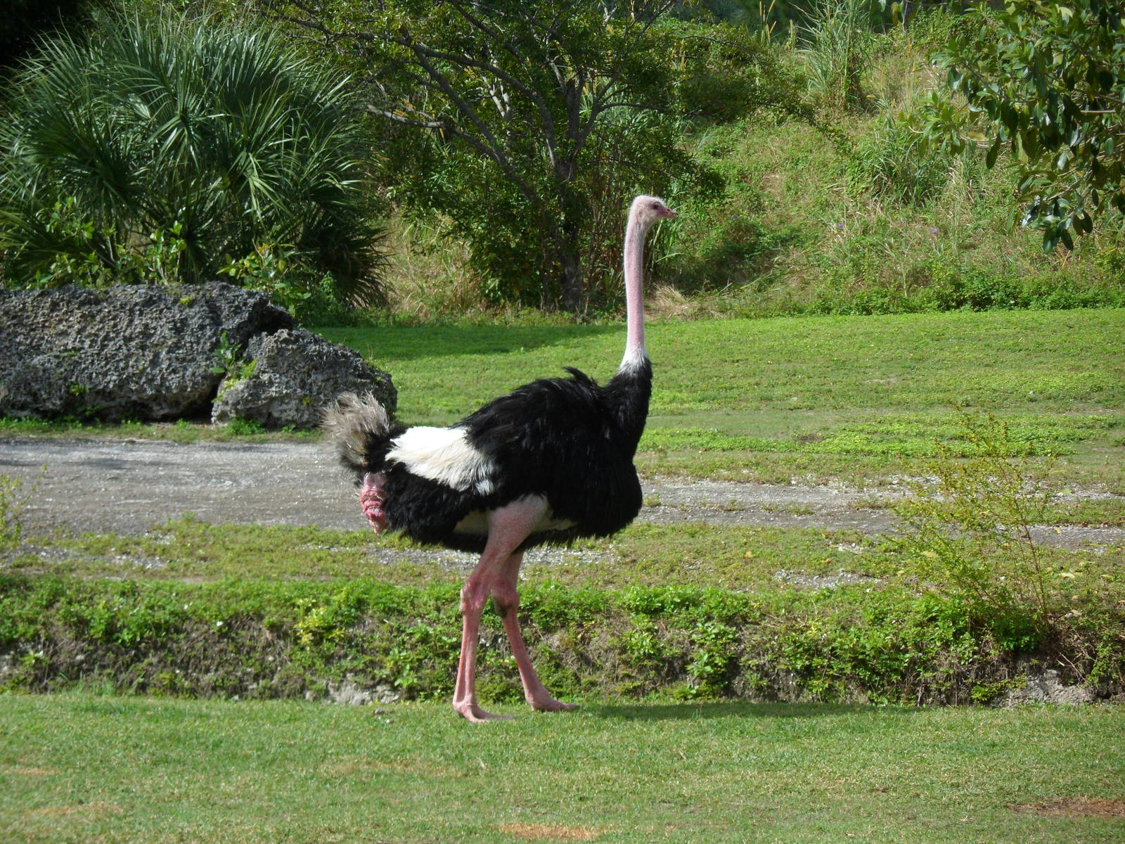 Ostrich