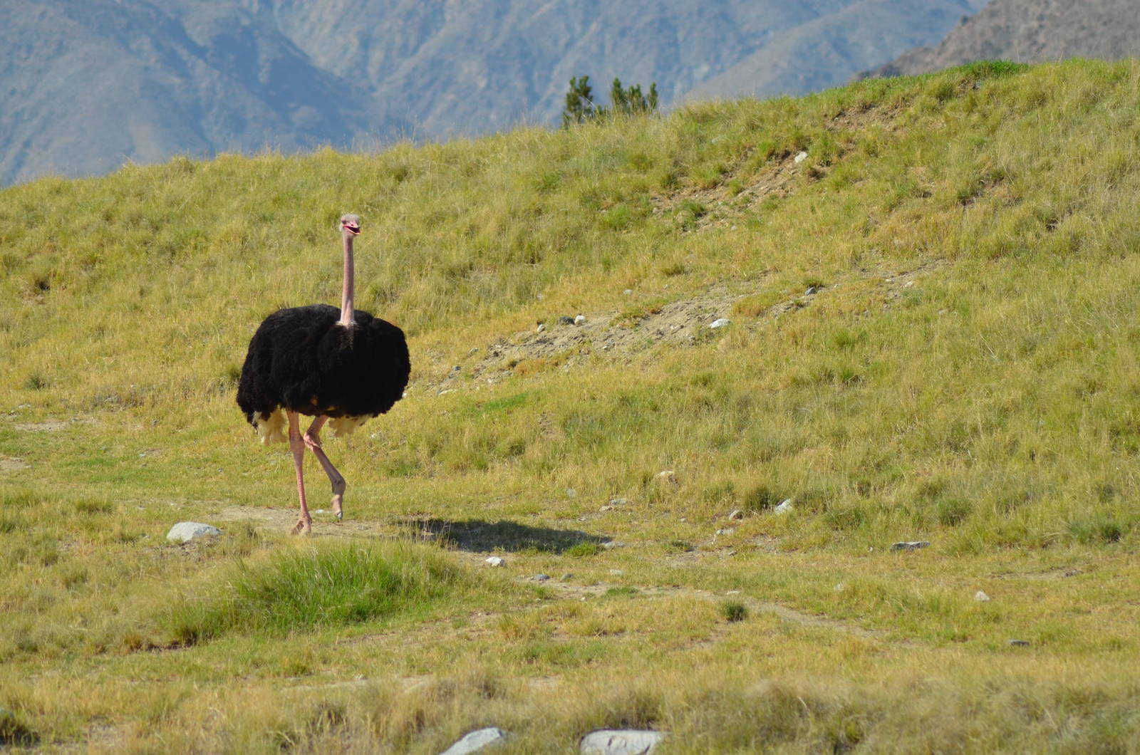 Ostrich
