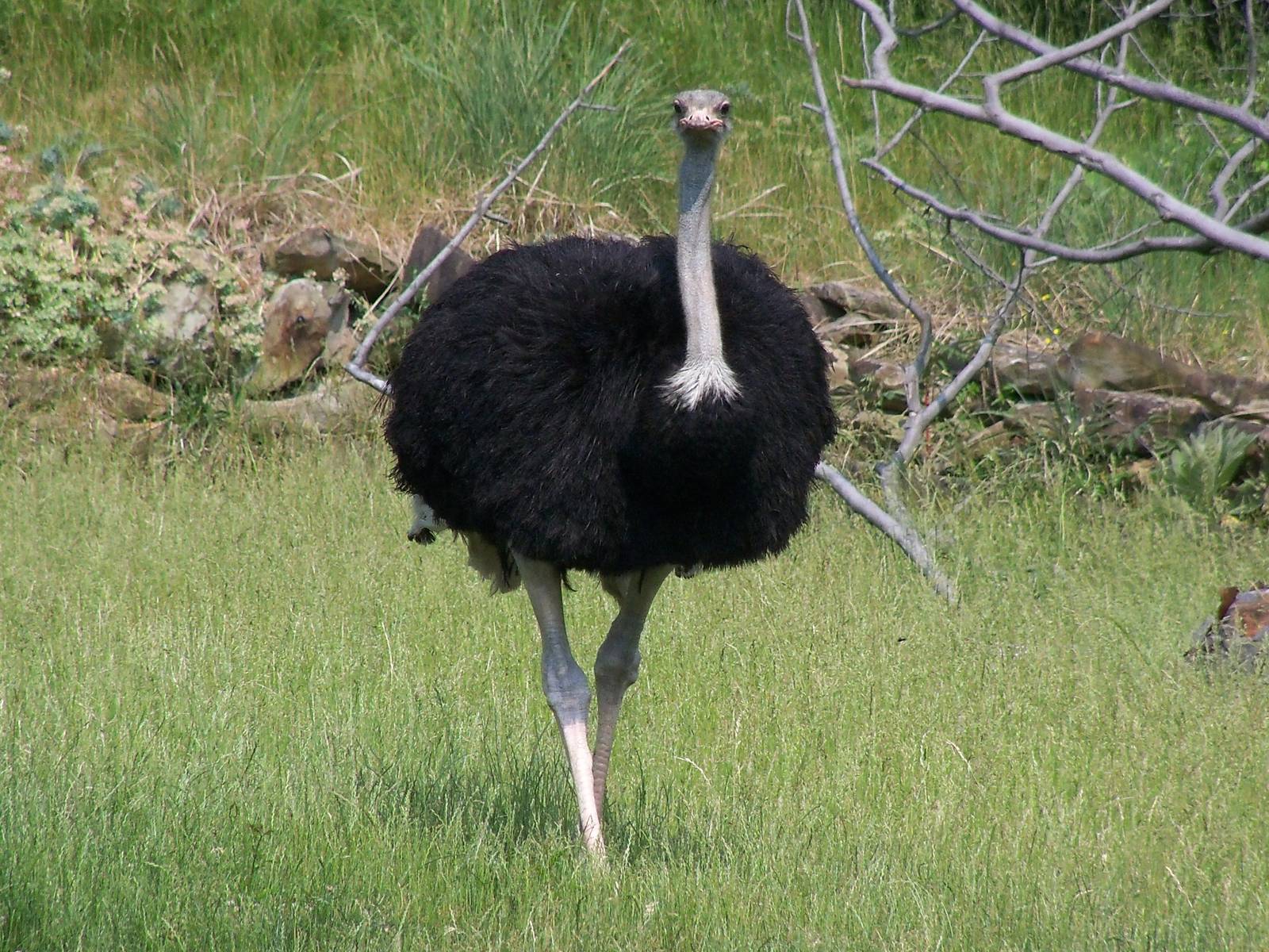 Ostrich