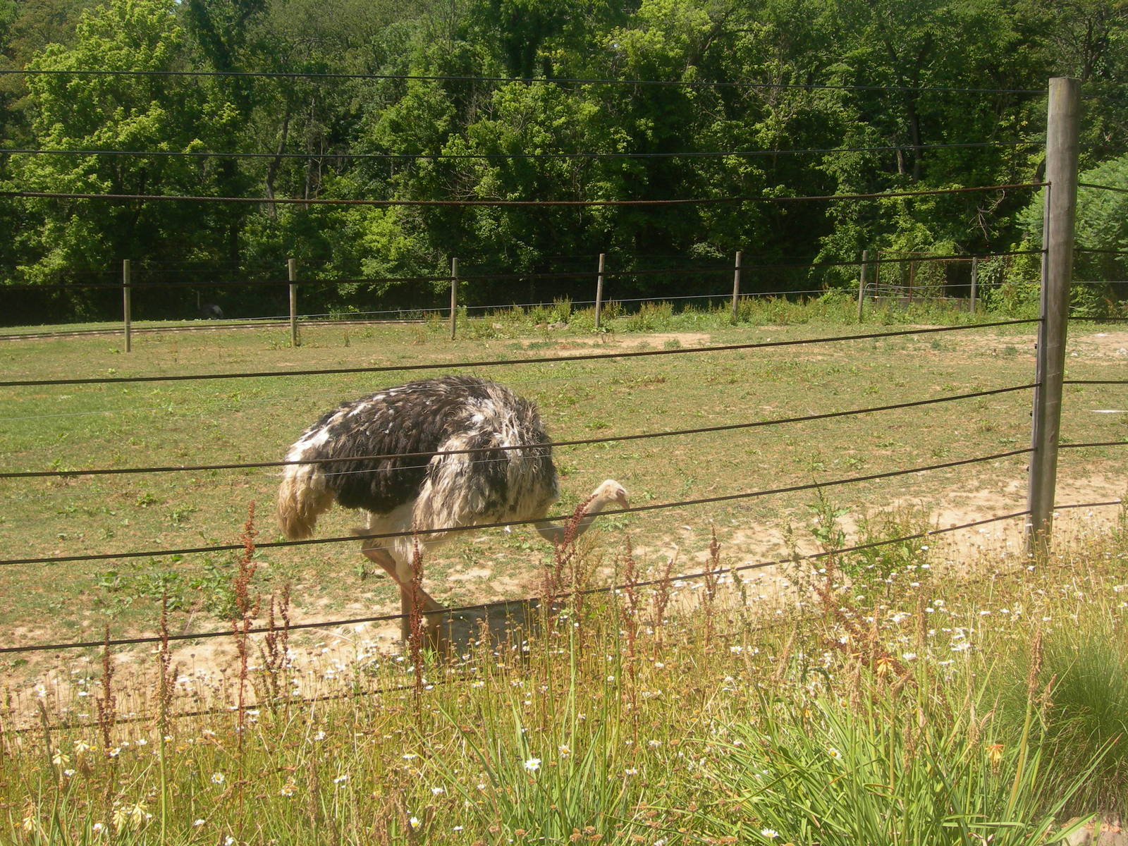 Ostrich