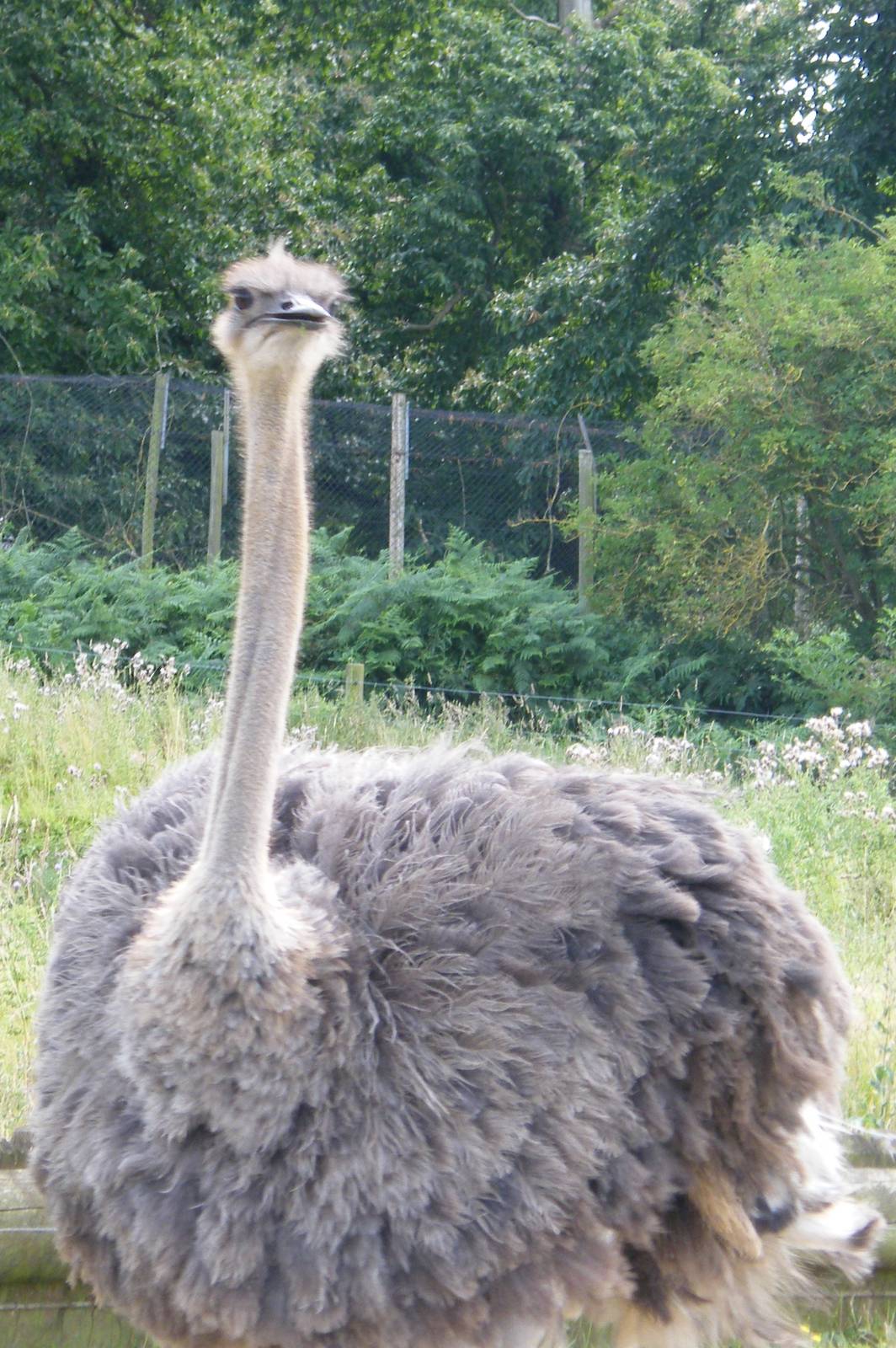 Ostrich