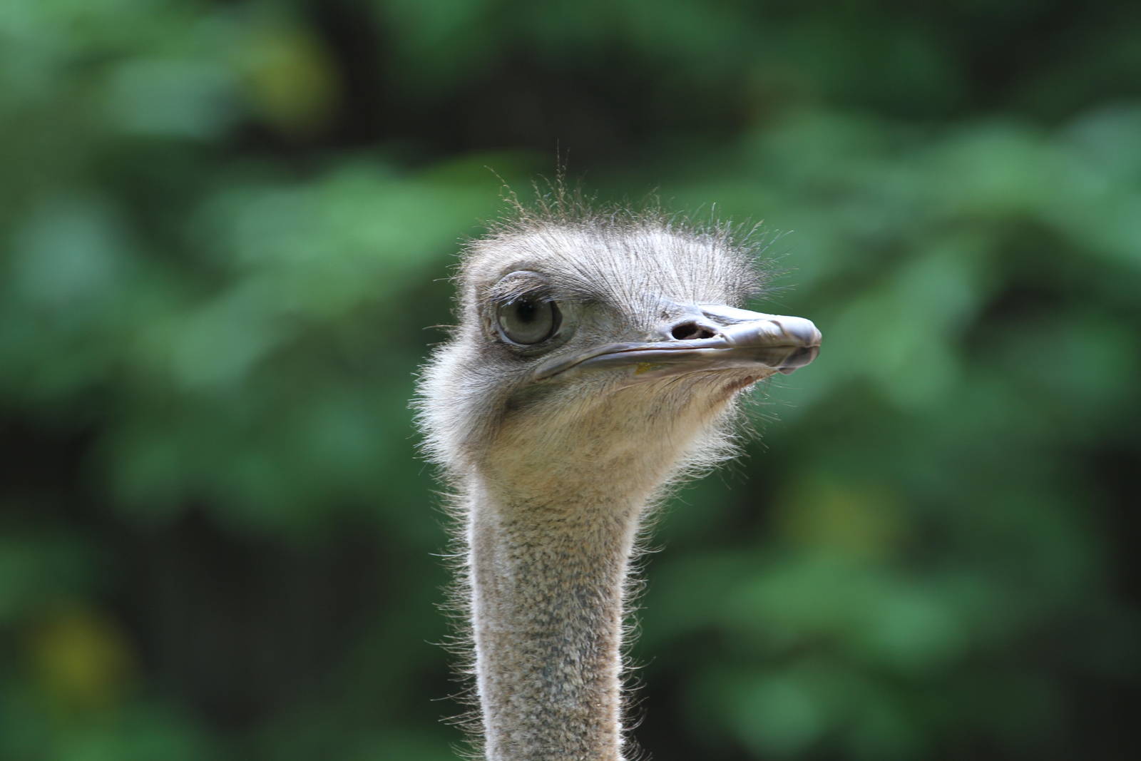 Ostrich