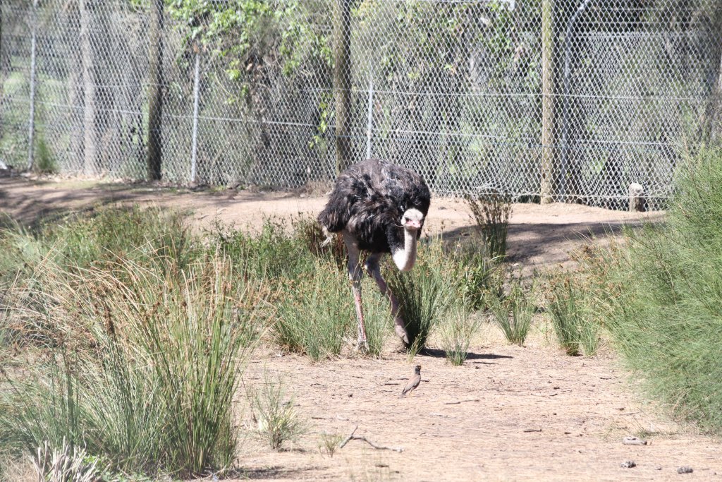 Ostrich