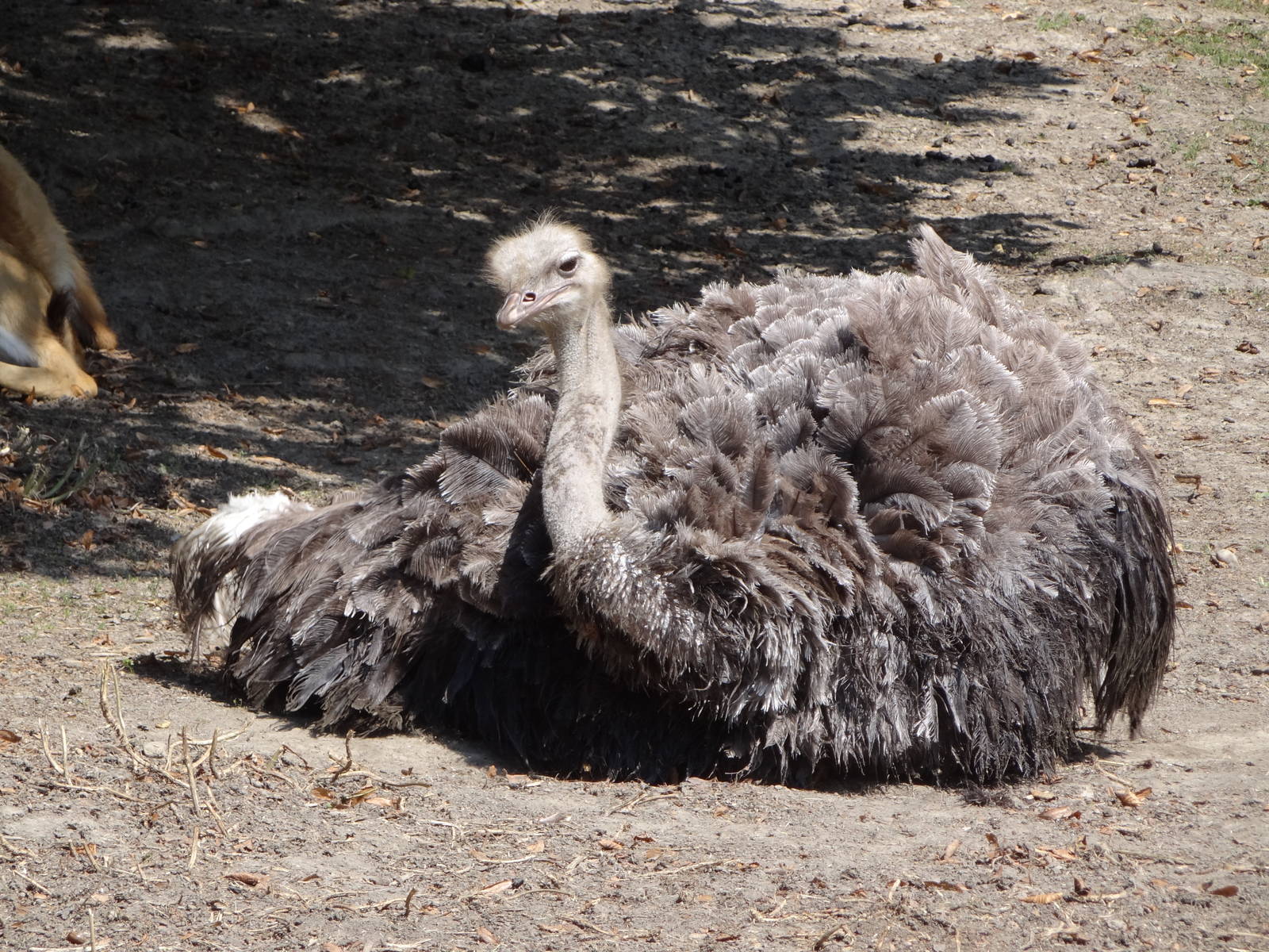 Ostrich