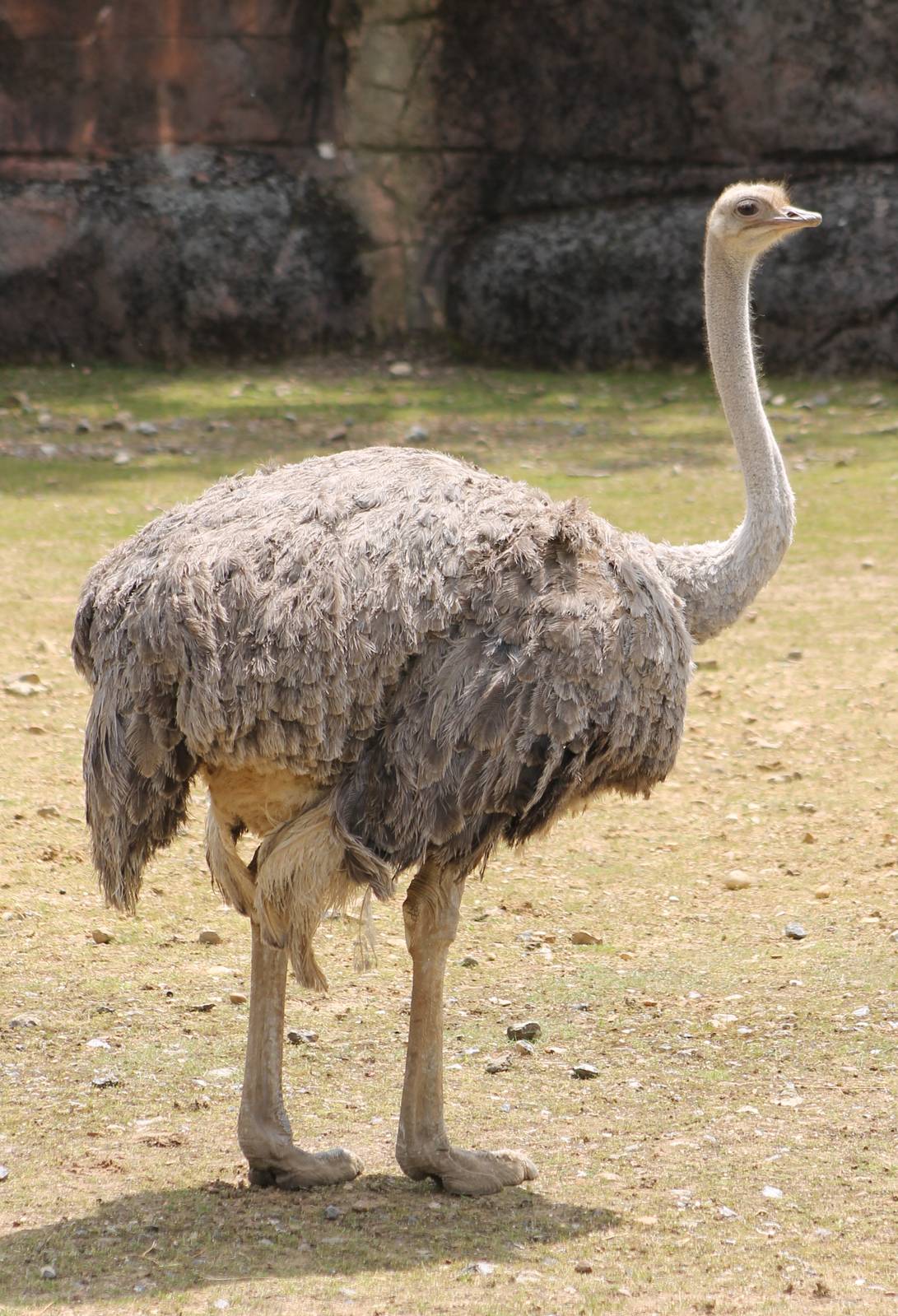 Ostrich