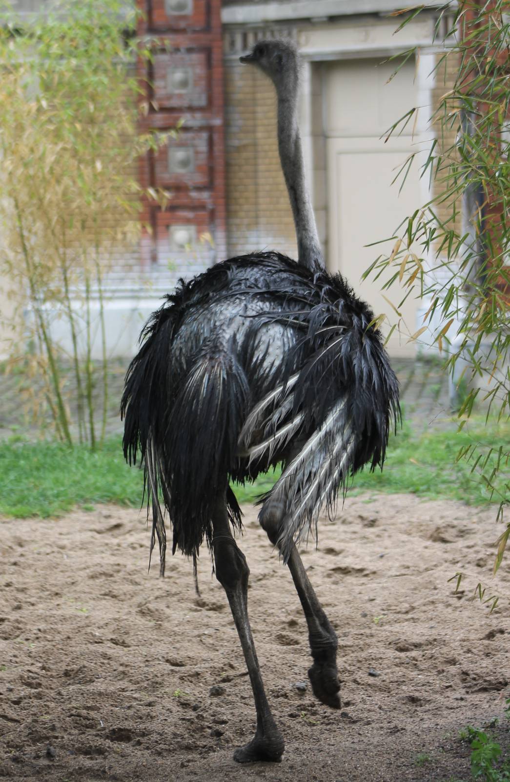 Ostrich