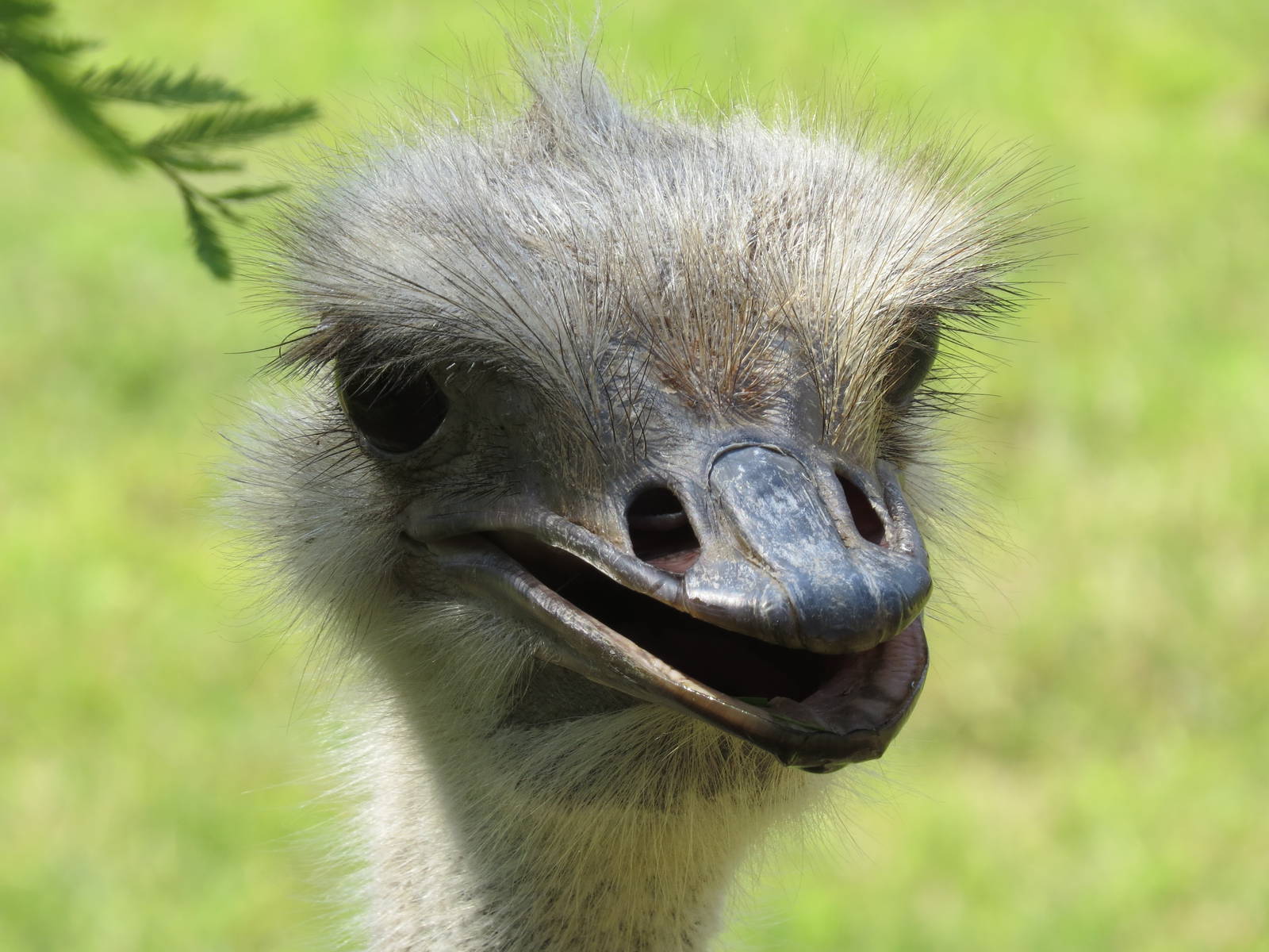 Ostrich