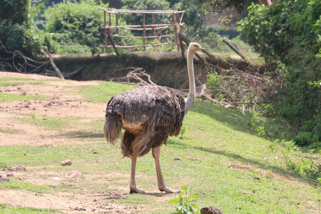 Ostrich