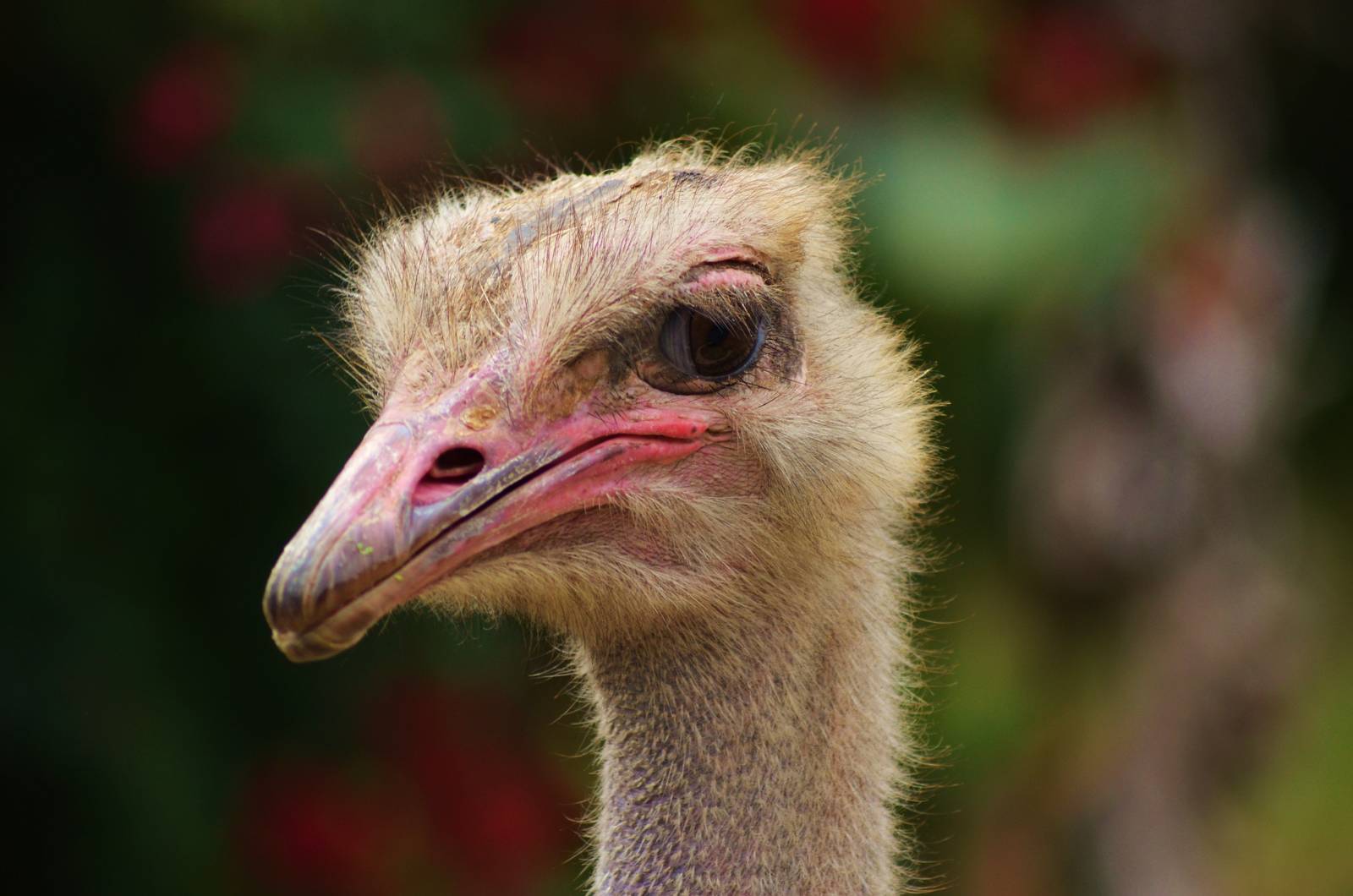 Ostrich