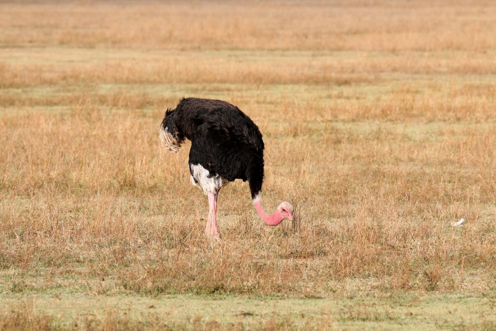 Ostrich