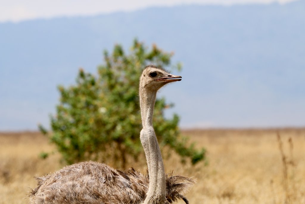 Ostrich