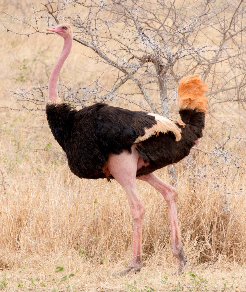 Ostrich