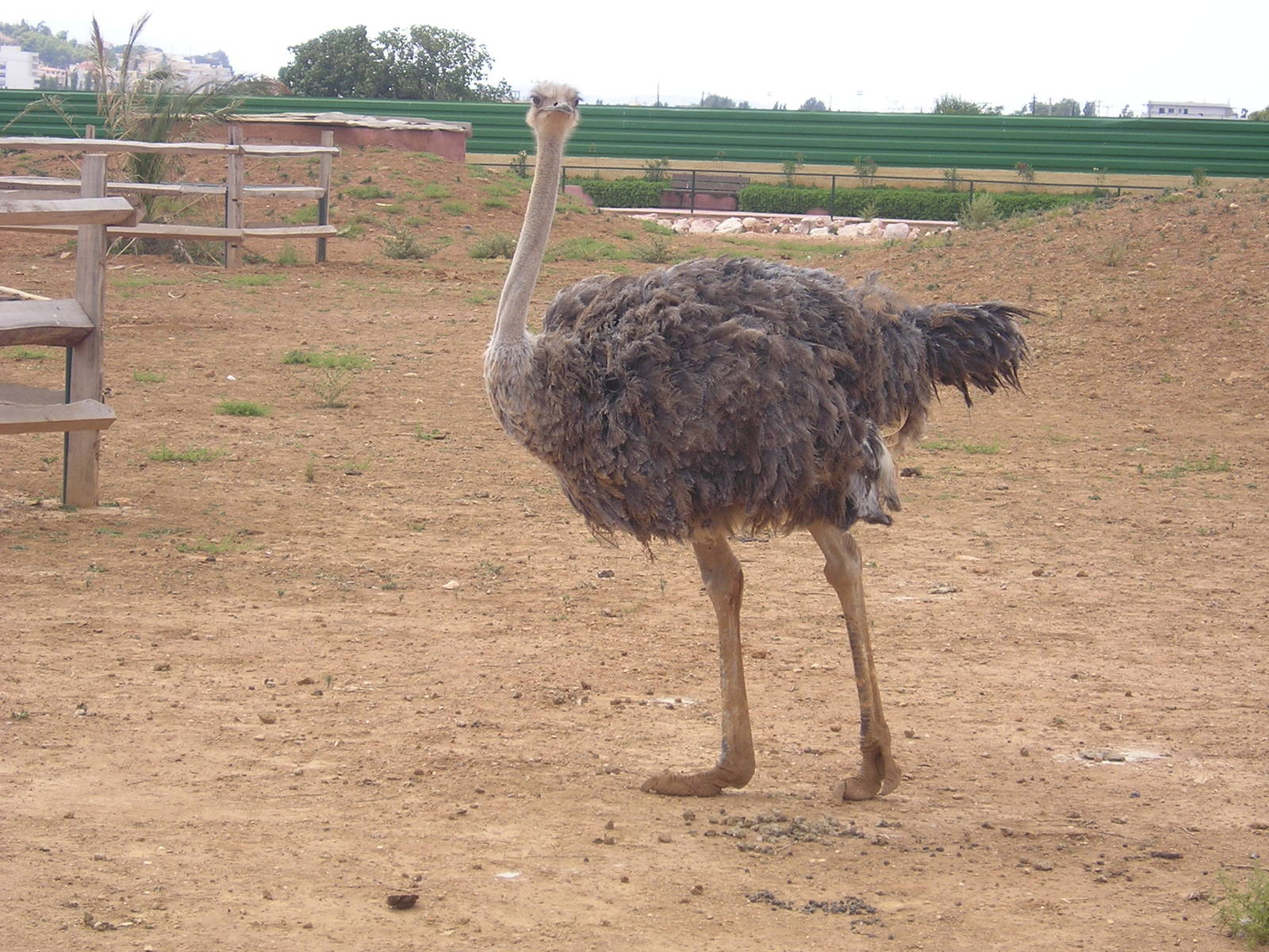 Ostrich