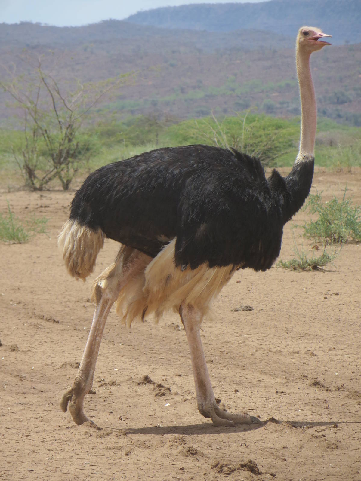 Ostrich
