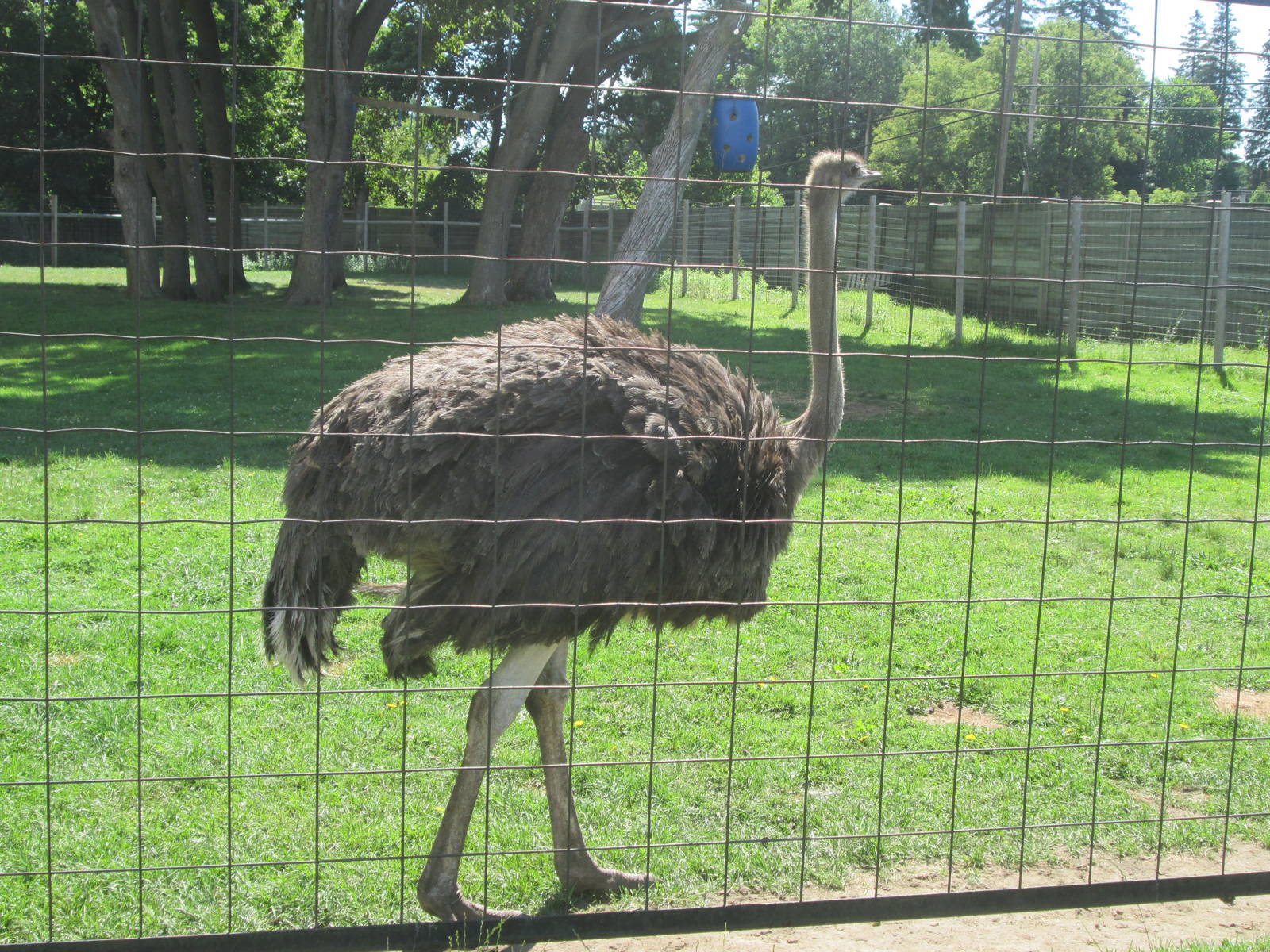 Ostrich