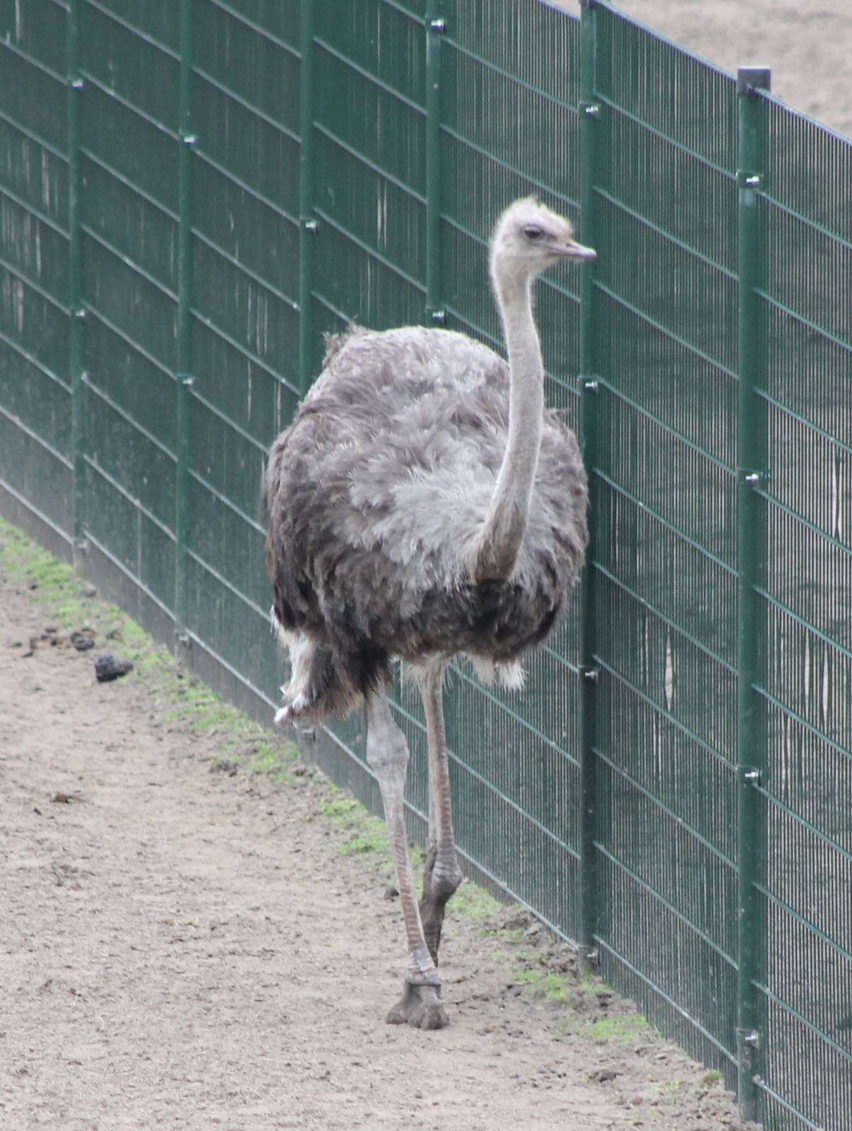 Ostrich