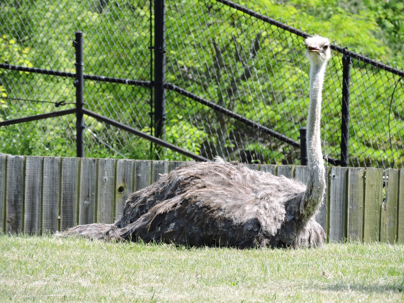 Ostrich