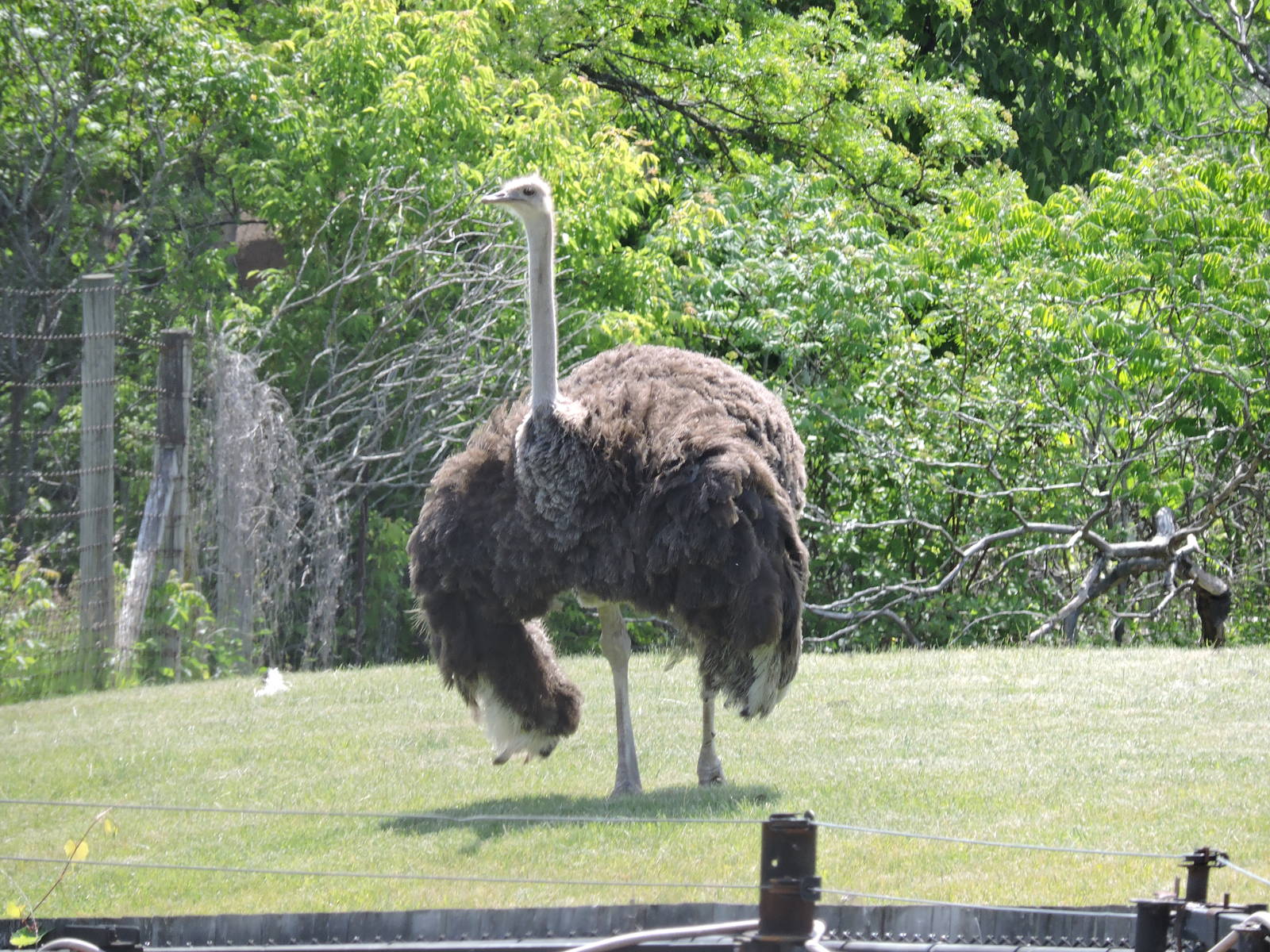 Ostrich