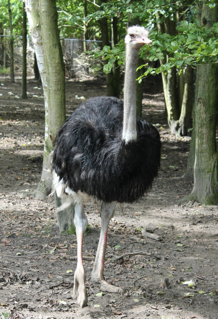 Ostrich