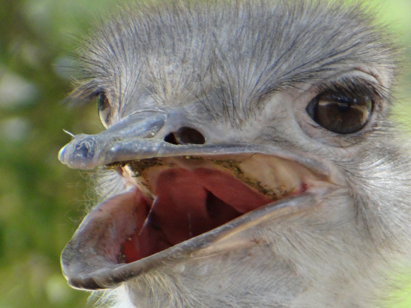Ostrich