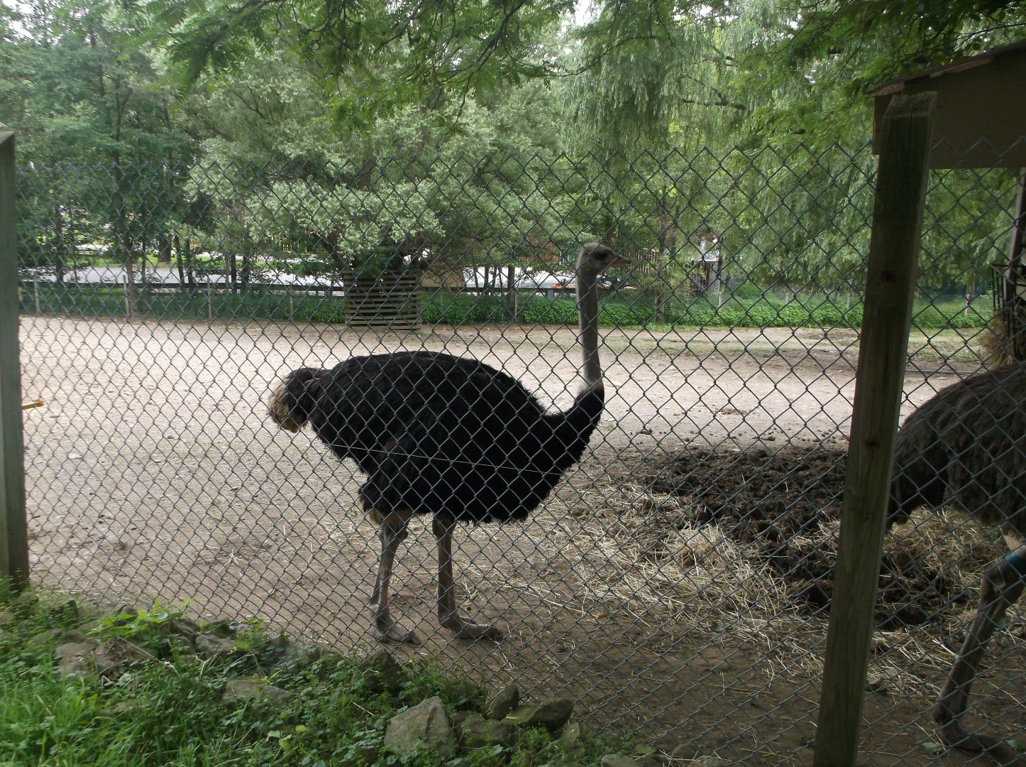 Ostrich