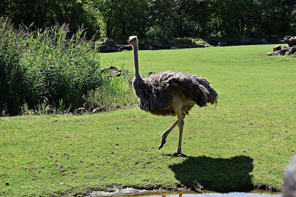 Ostrich