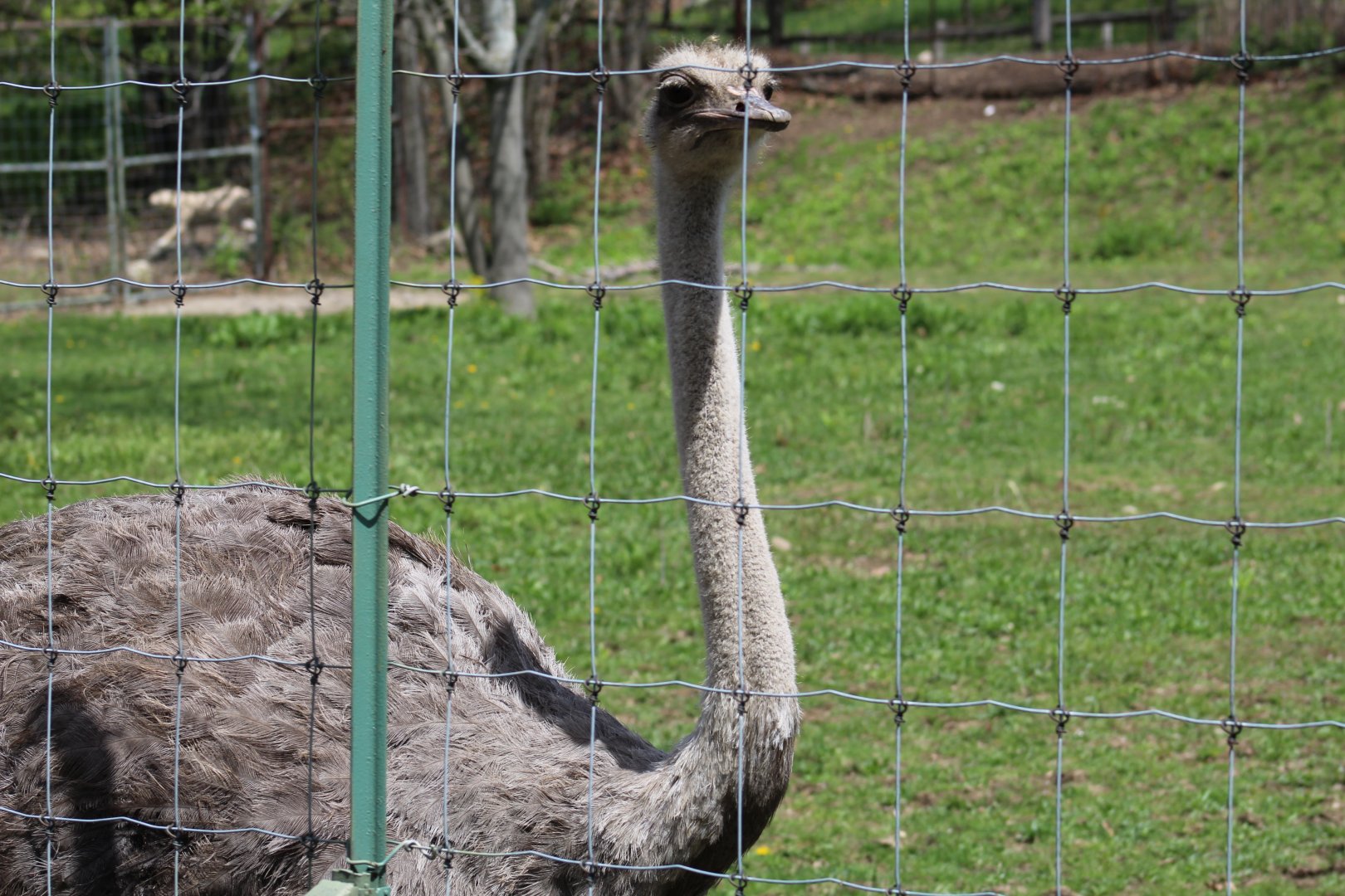 Ostrich