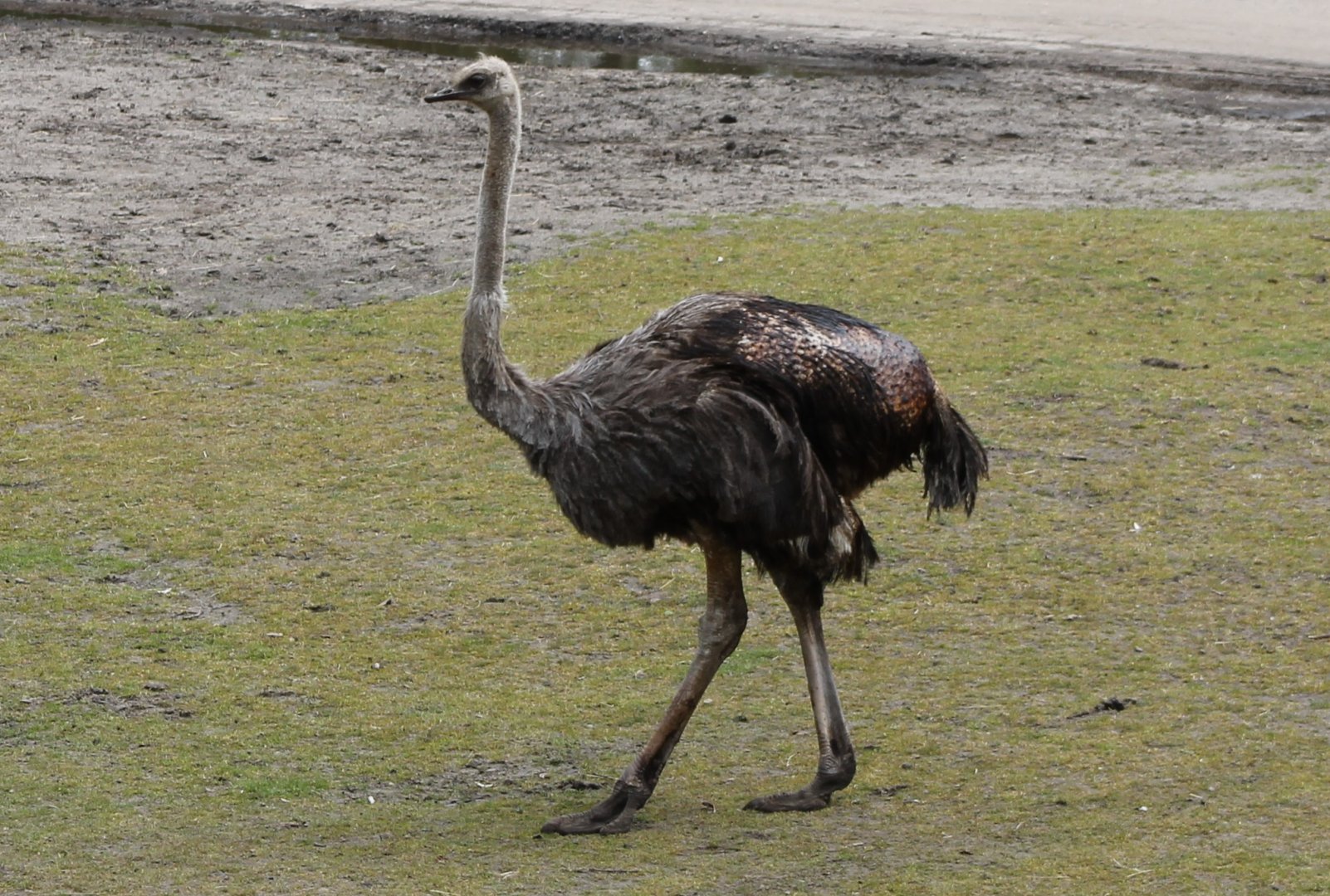 Ostrich