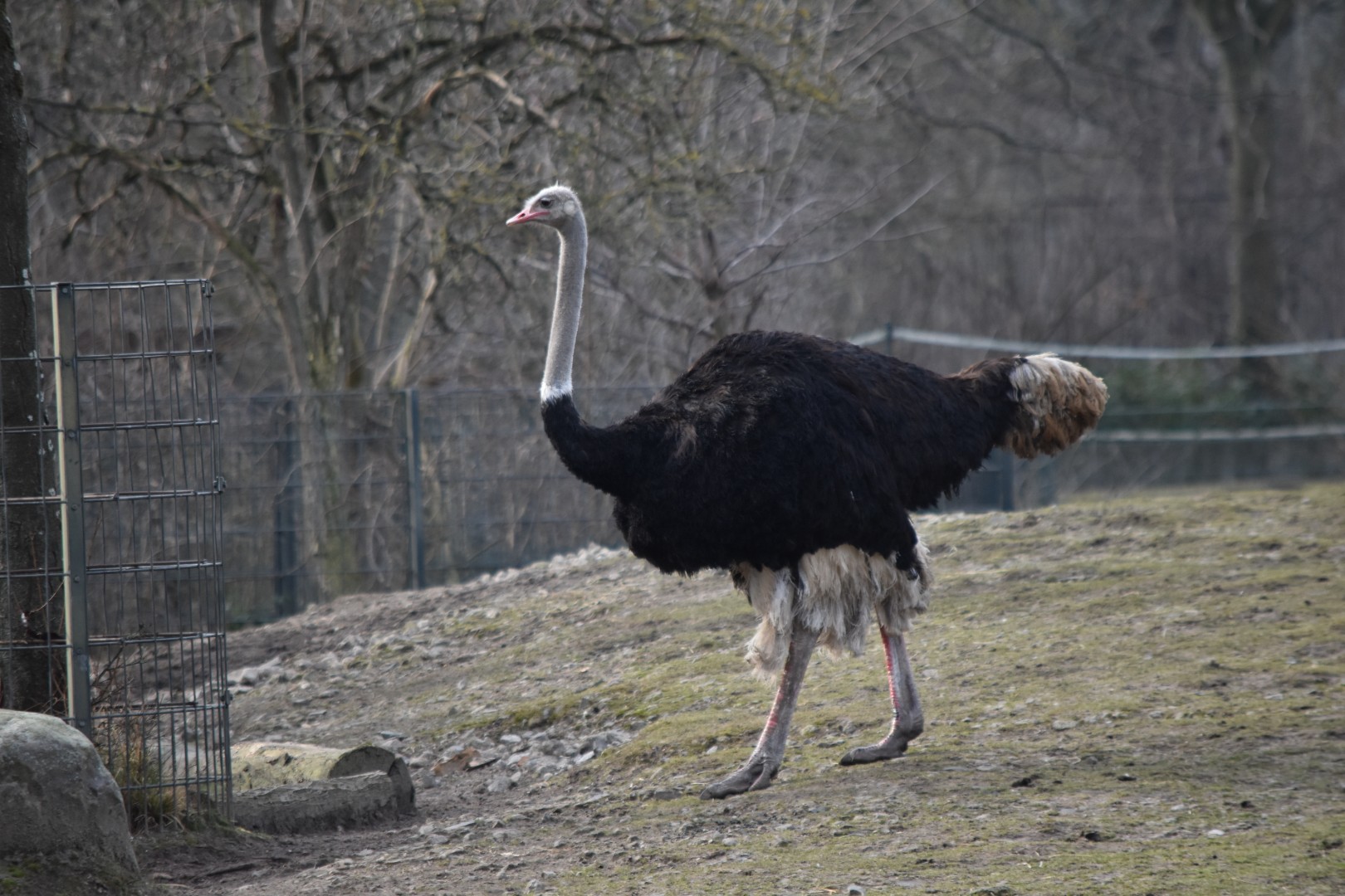 Ostrich
