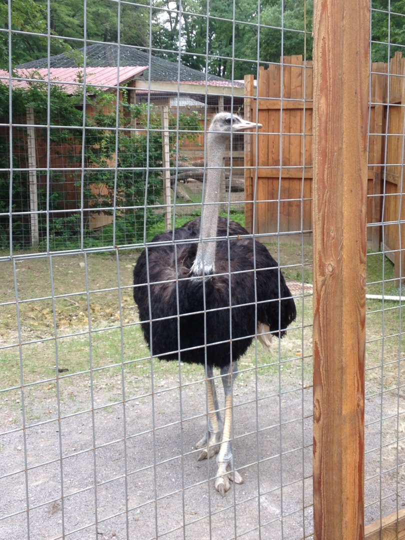 Ostrich