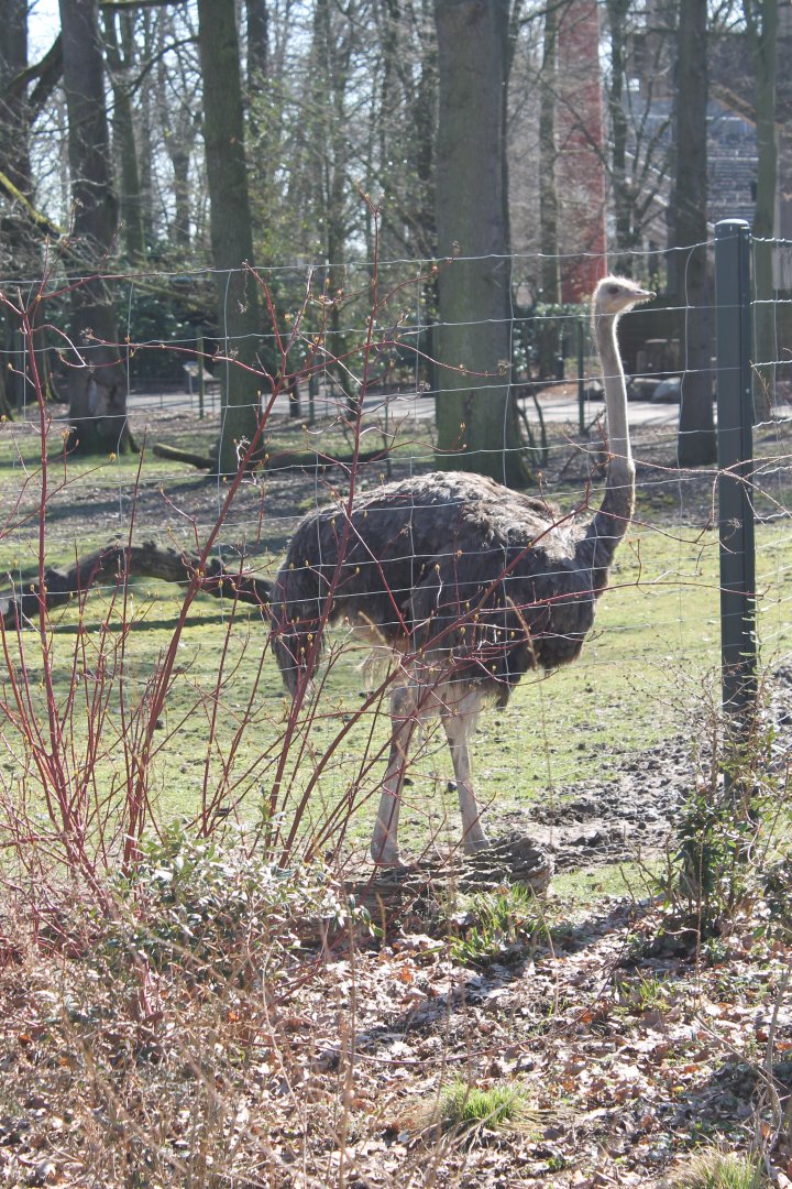 Ostrich