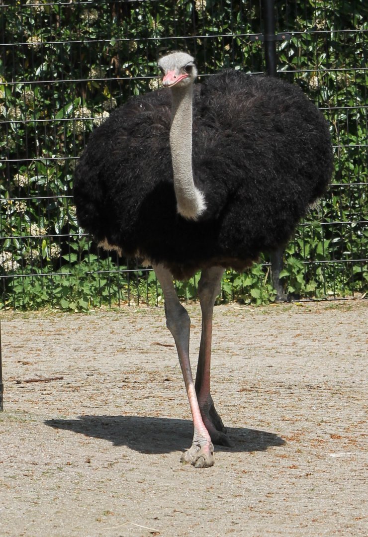 Ostrich