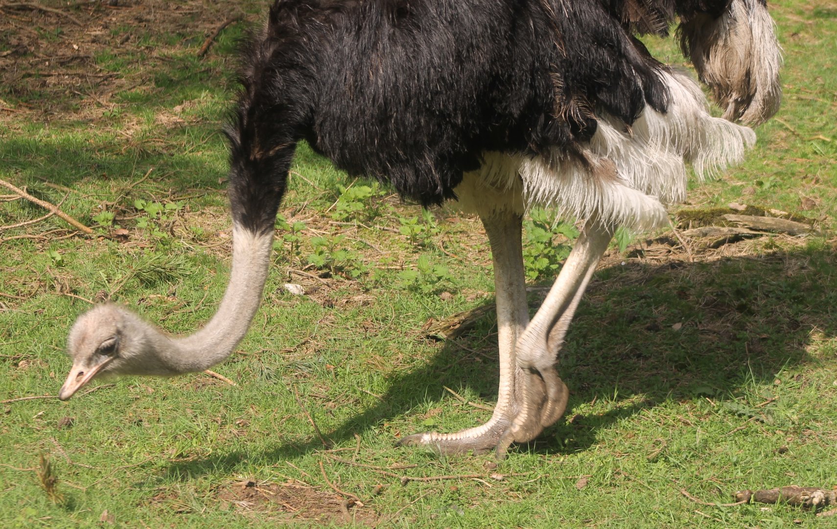Ostrich