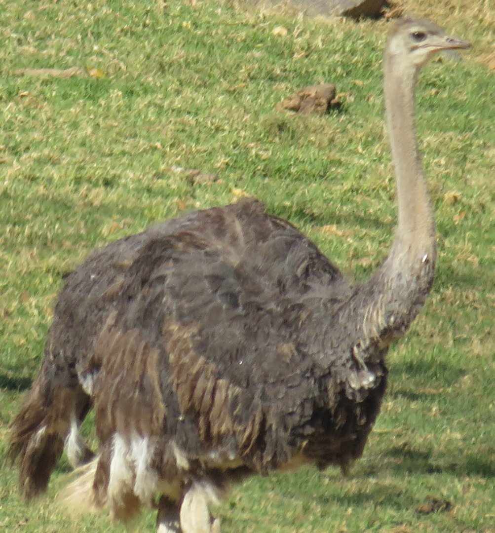 Ostrich