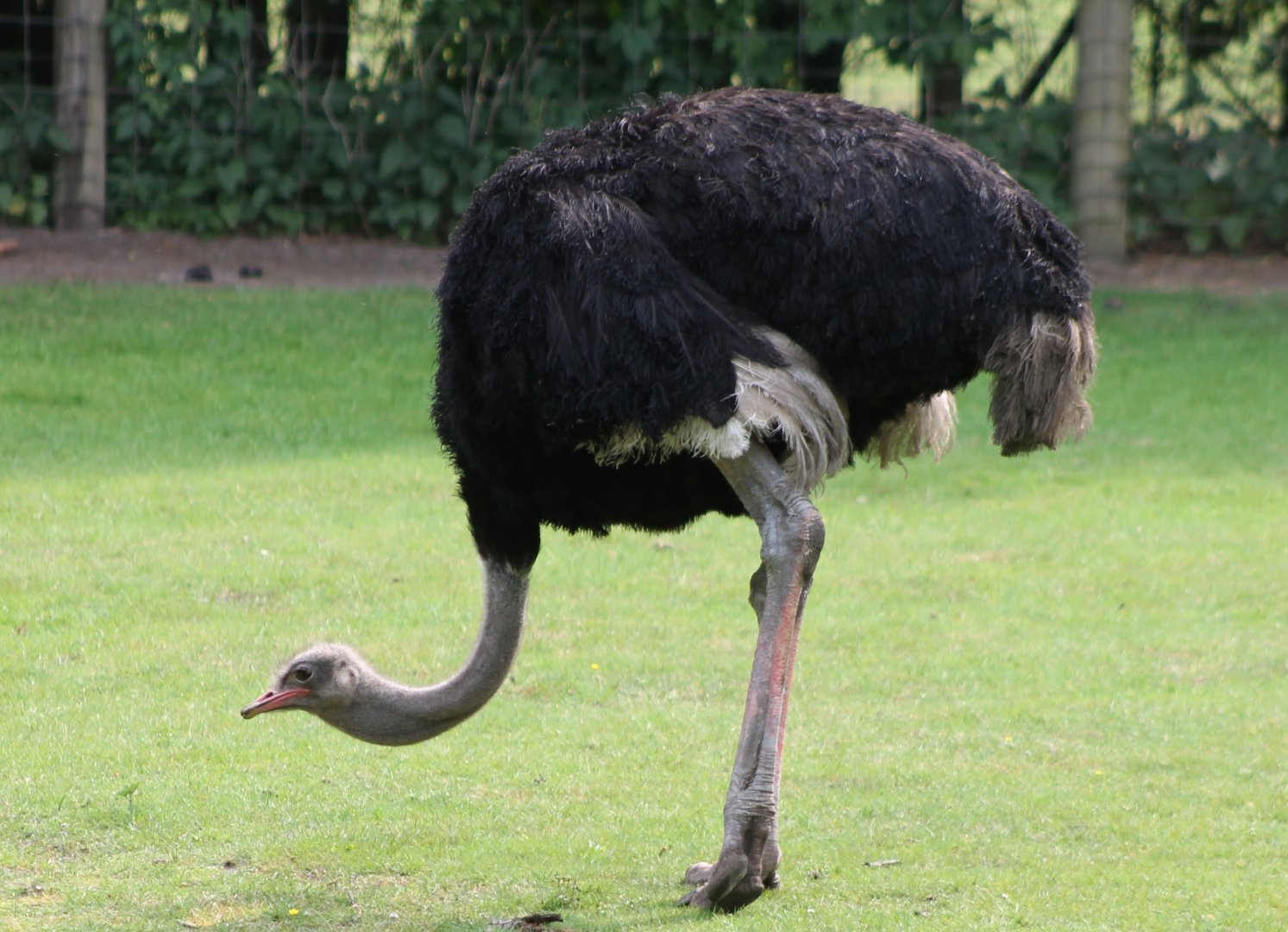 Ostrich