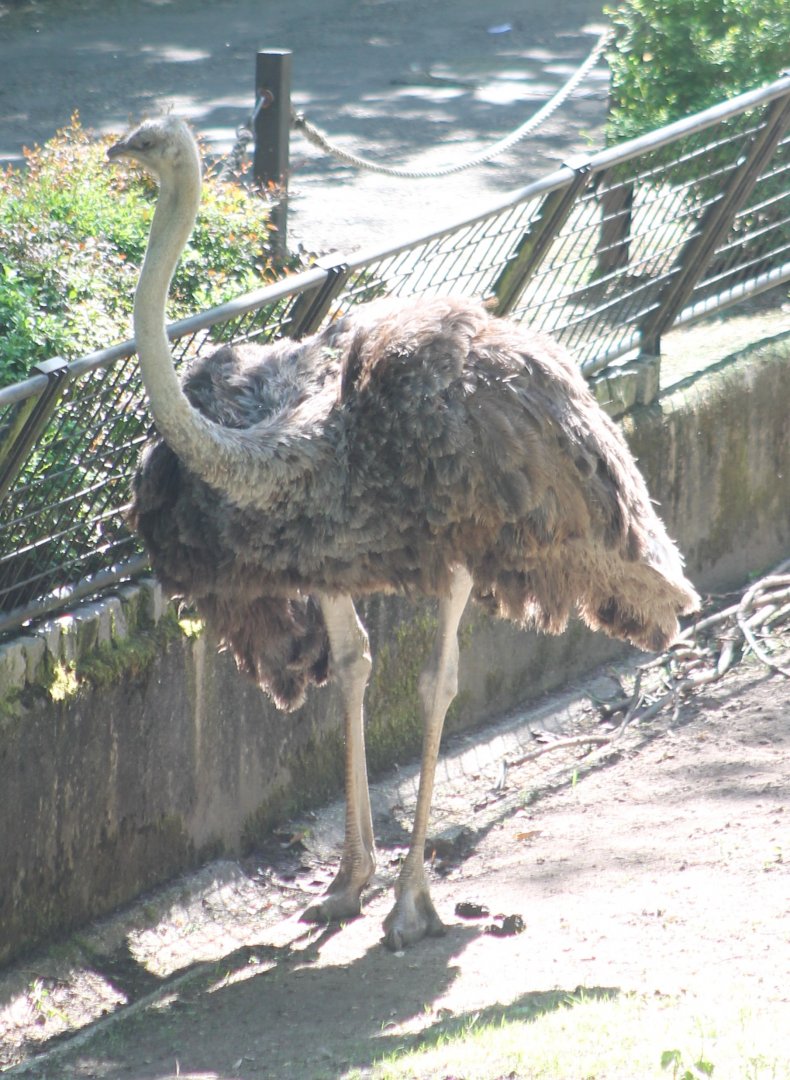 Ostrich