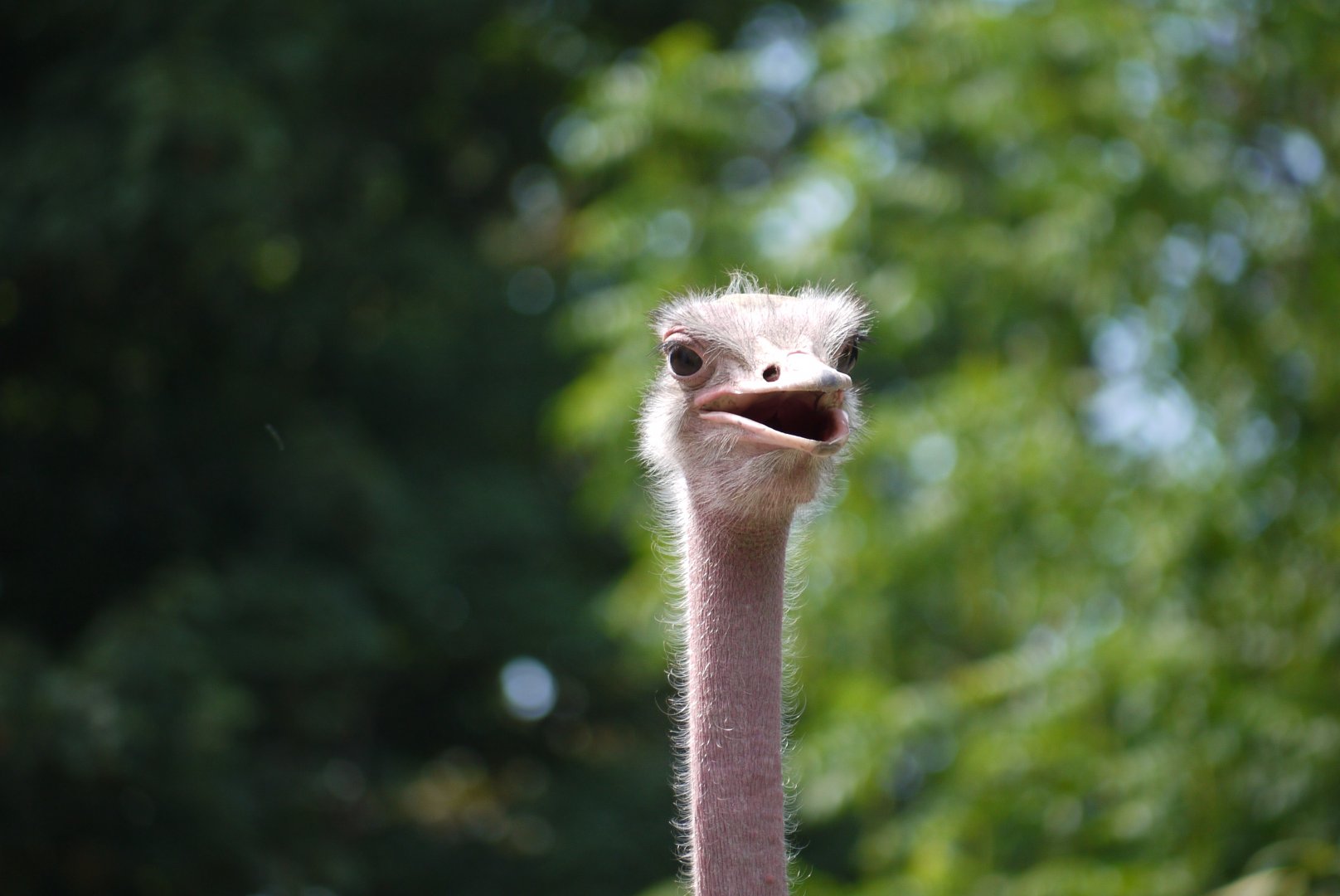 Ostrich