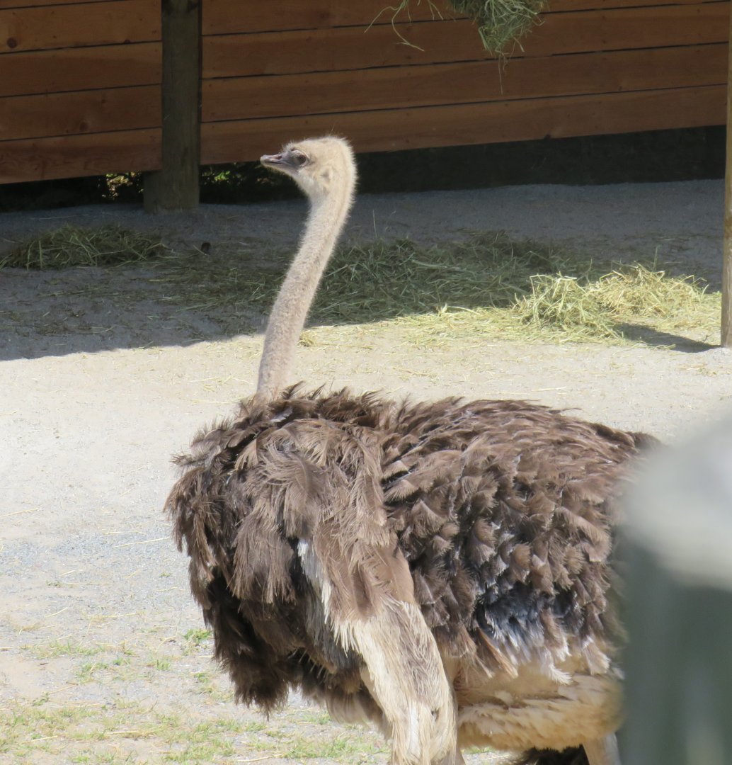 Ostrich