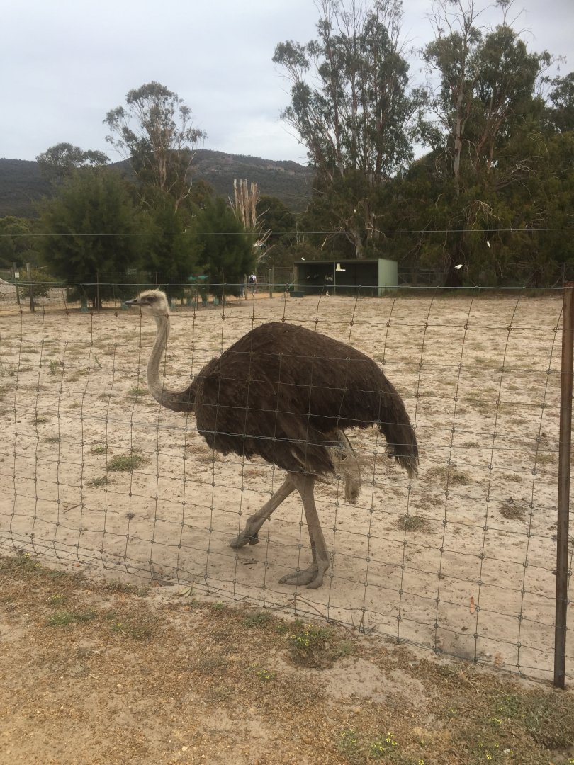 Ostrich