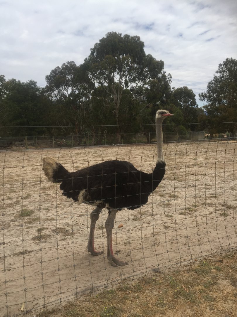 Ostrich