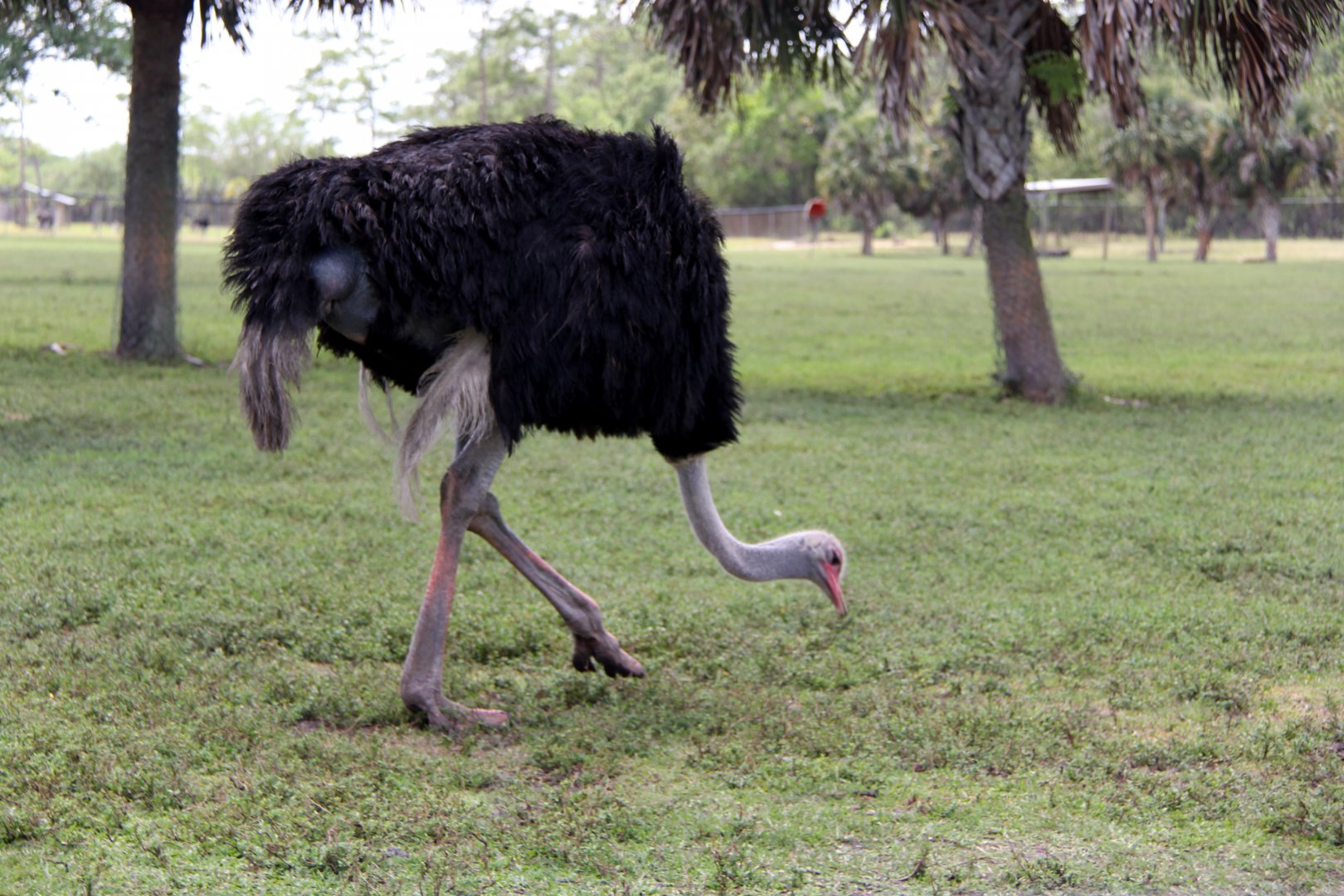 ostrich