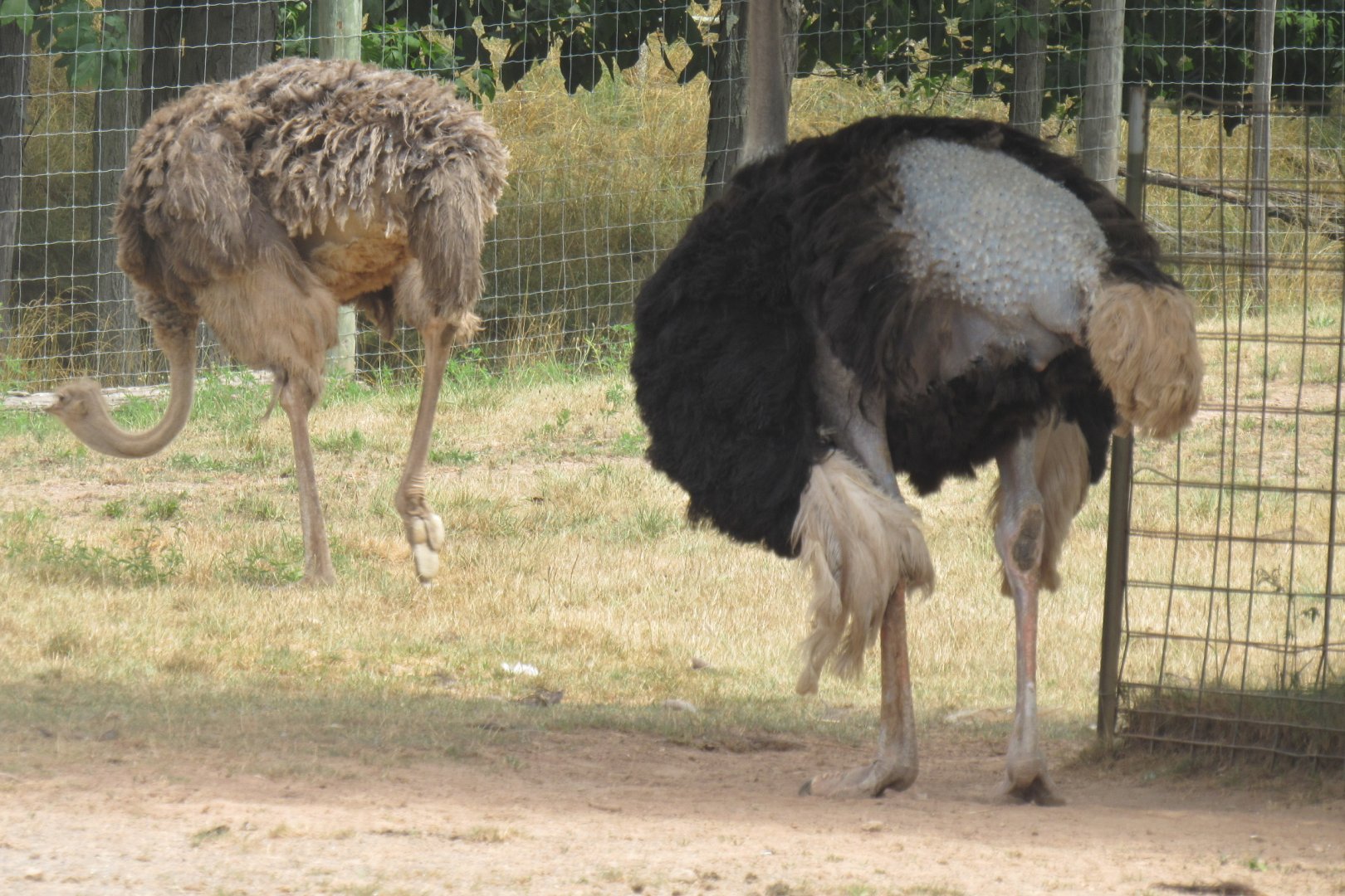 Ostrich