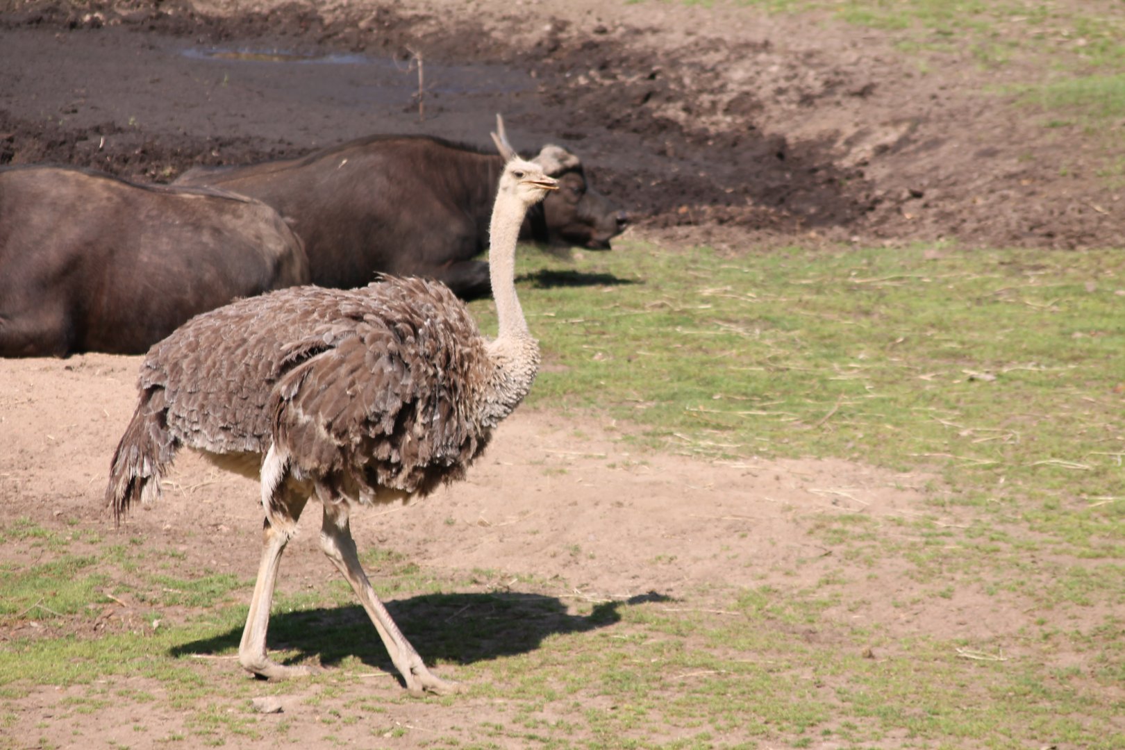 Ostrich