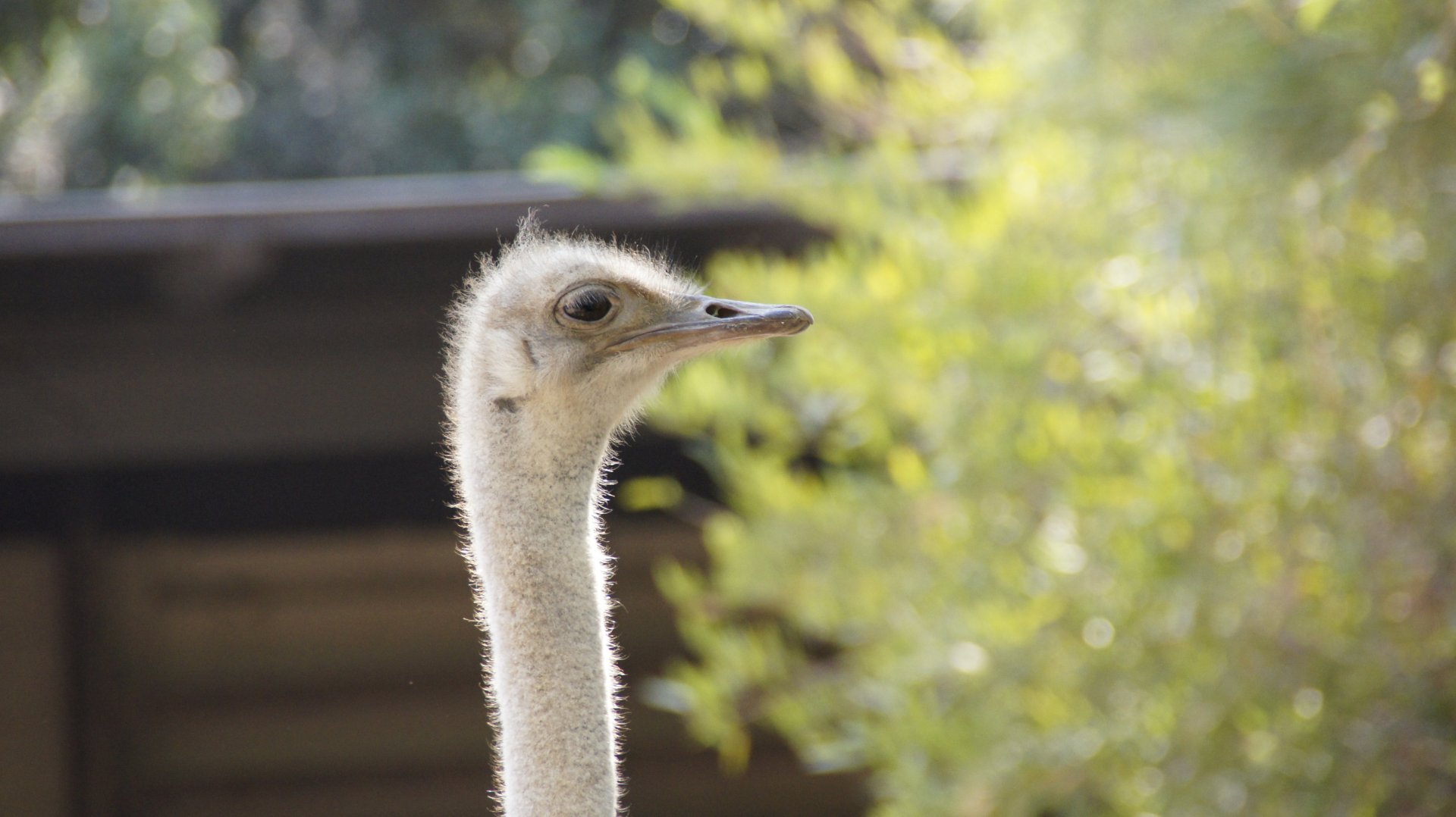 Ostrich