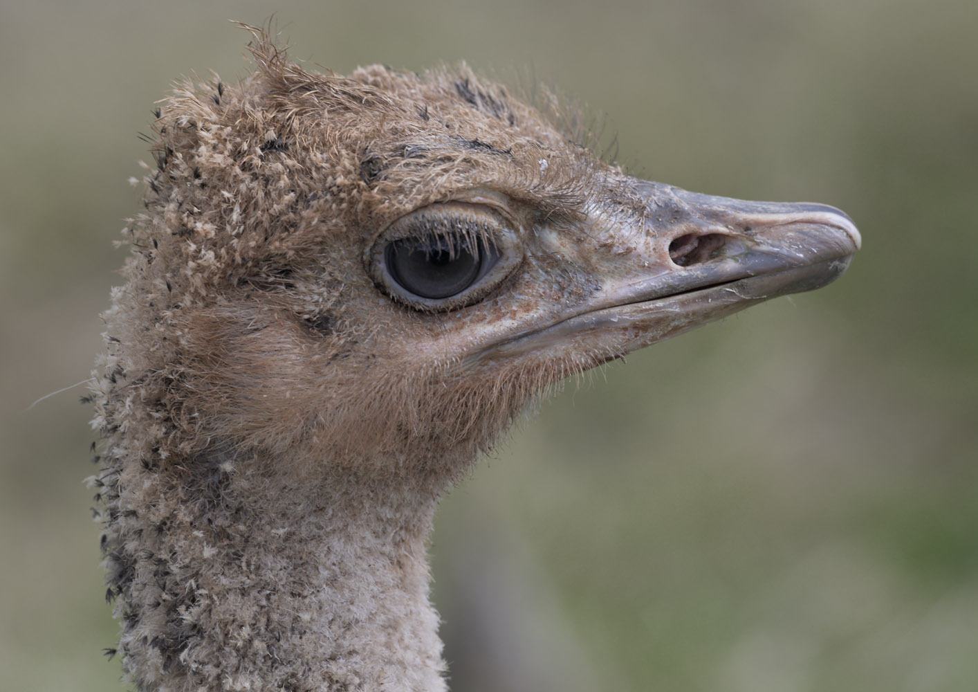 Ostrich